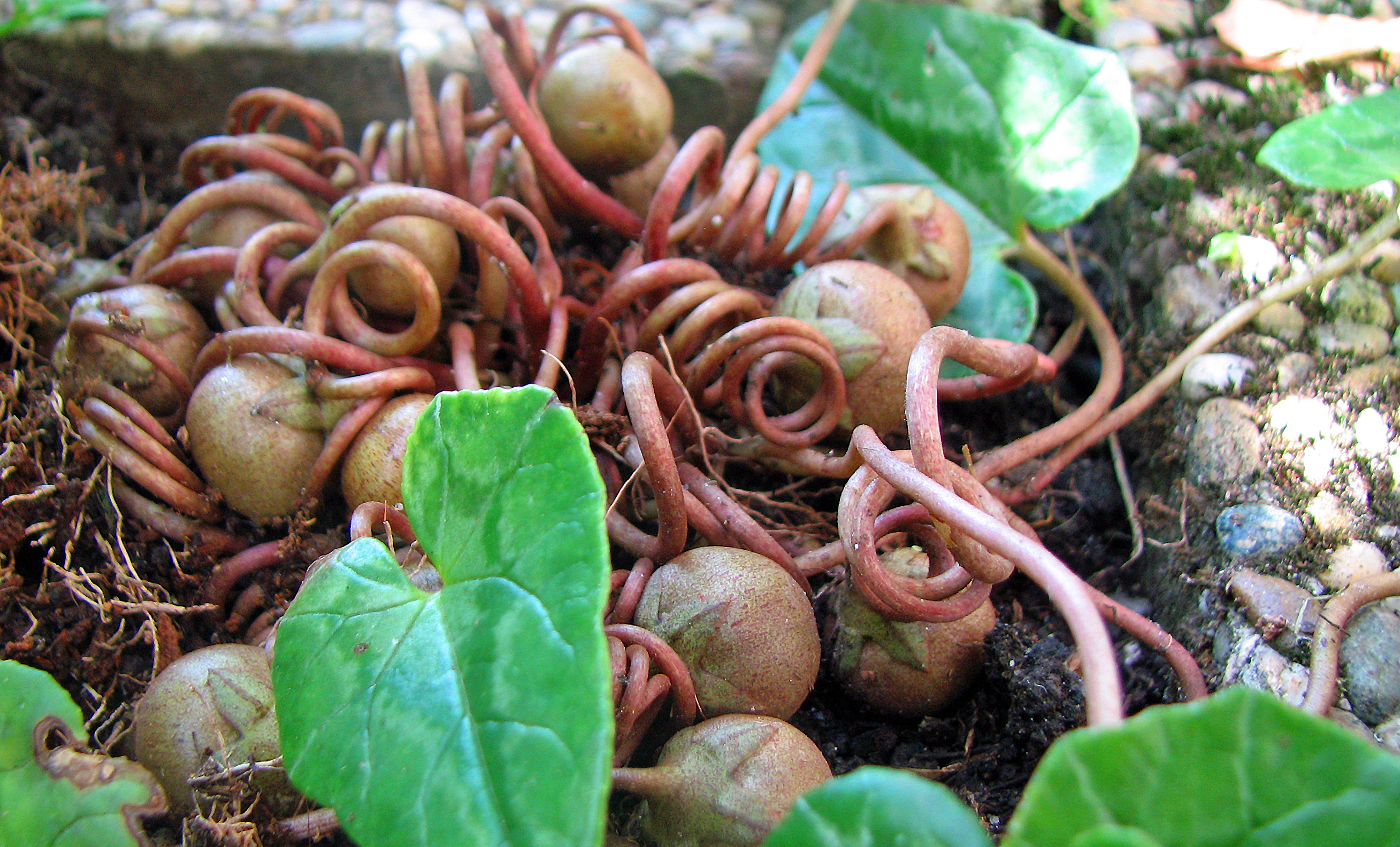 Efeublättriges Alpenveilchen