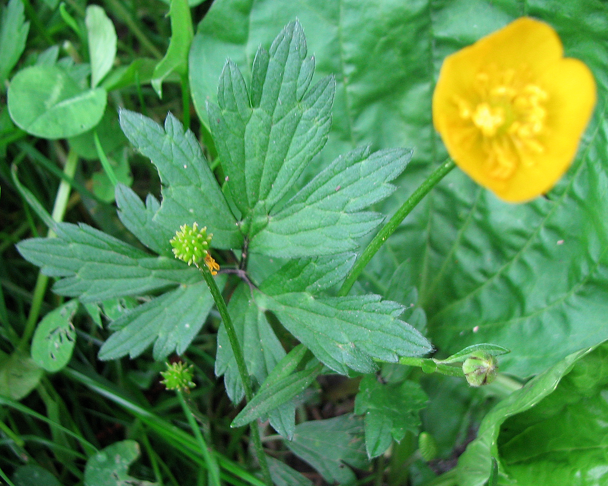 Kriechender Hahnenfuß