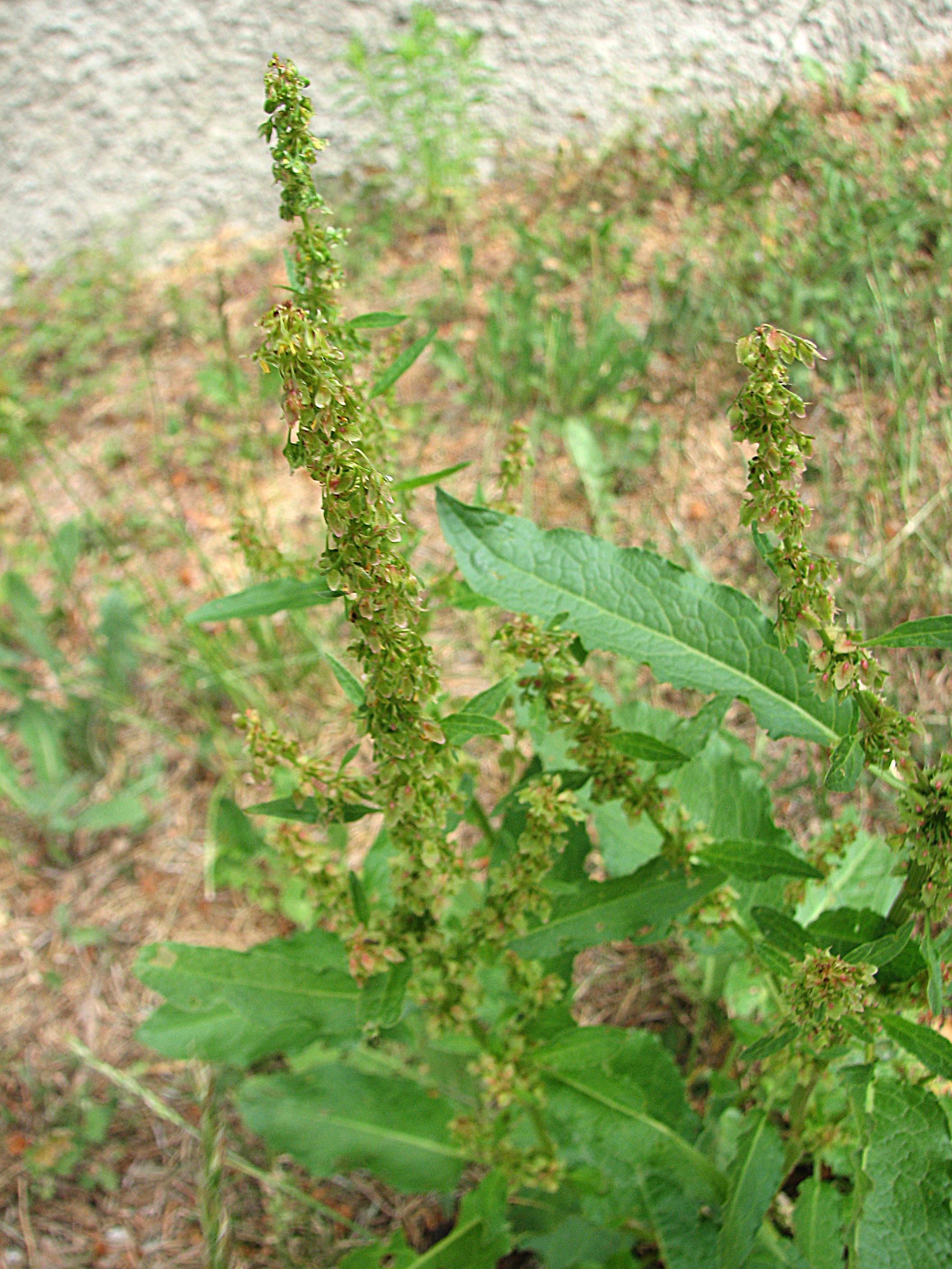 Stumpfblättriger Ampfer