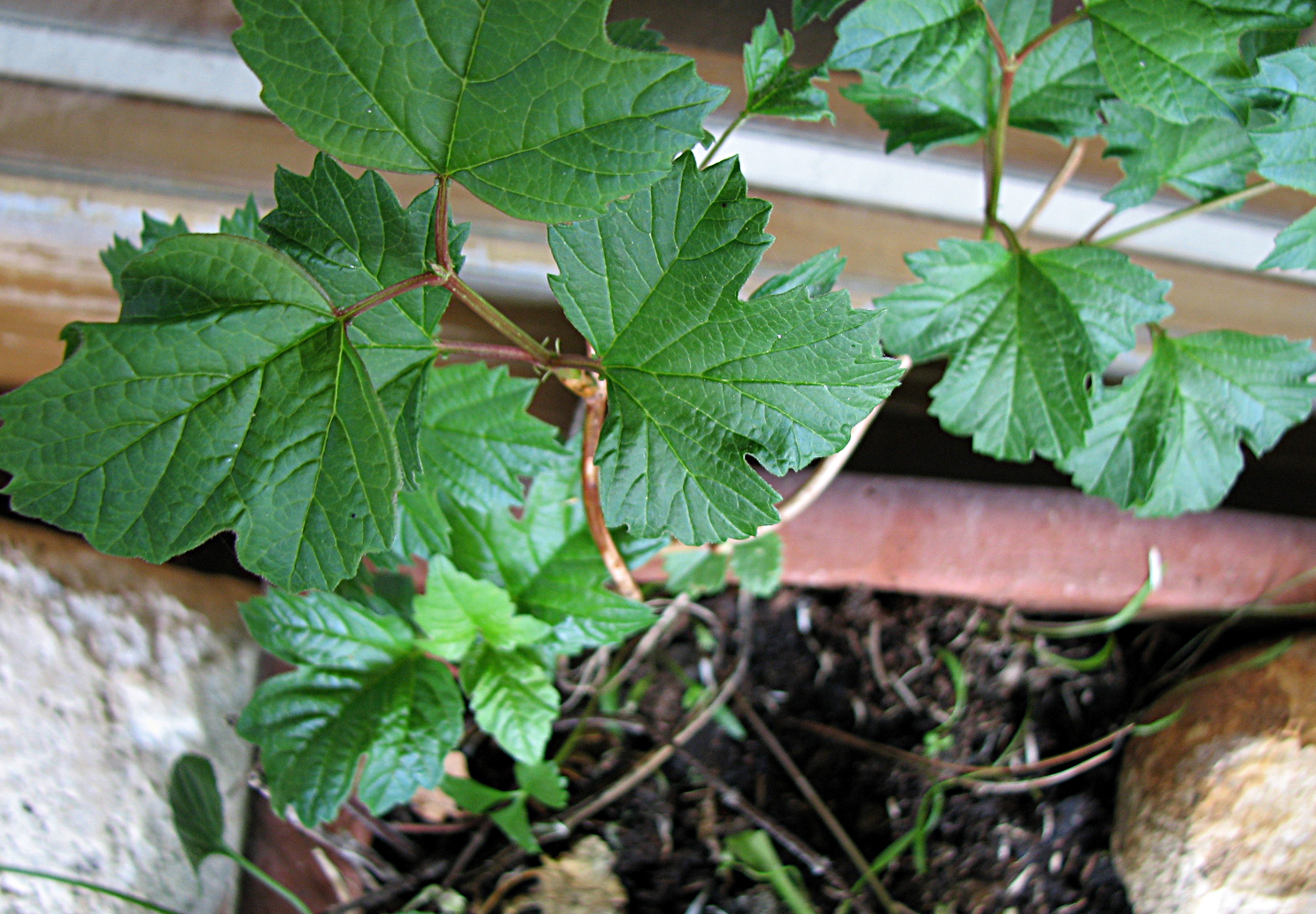 Gewöhnlicher Schneeball