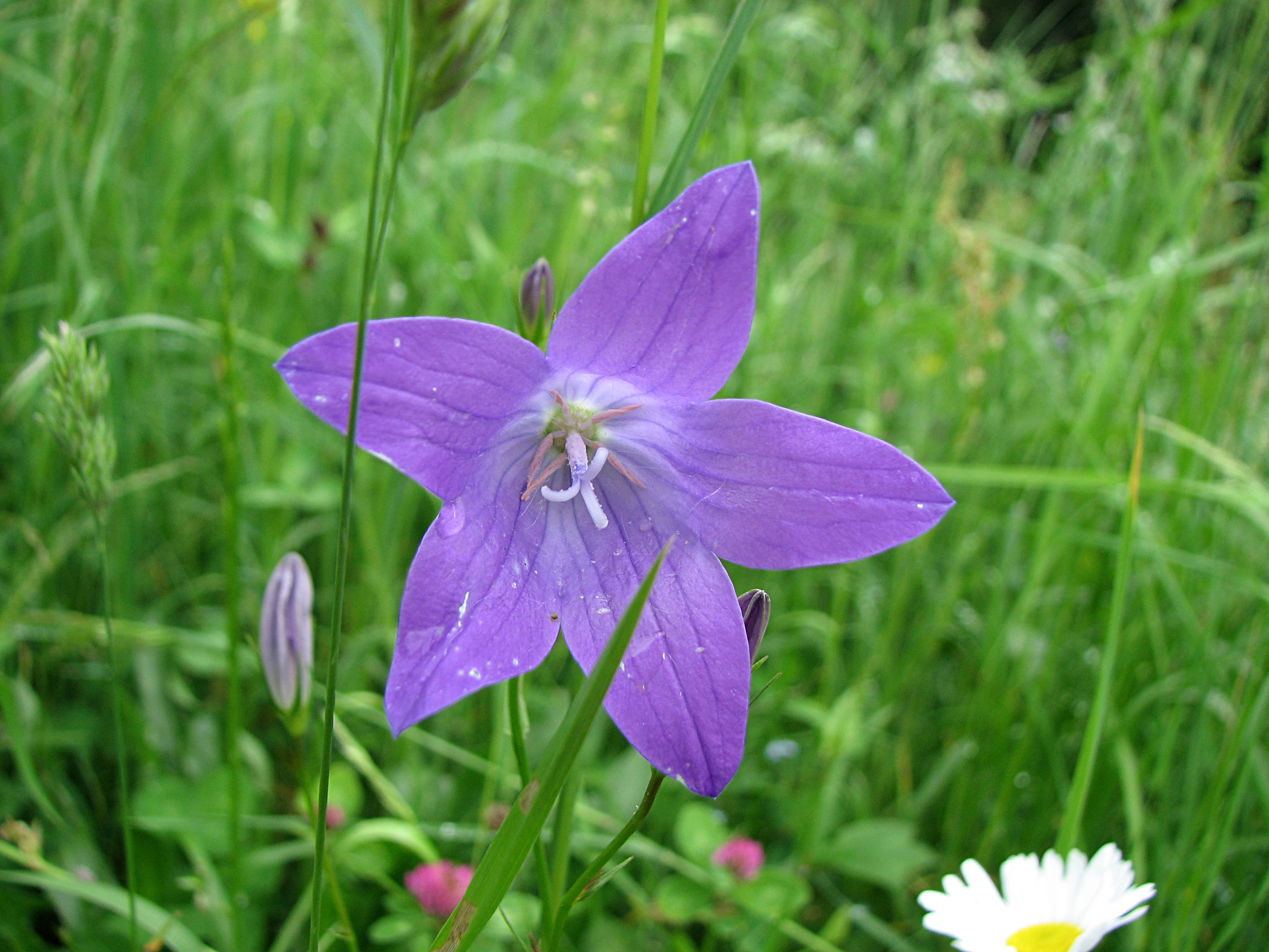 Wiesenglockenblume