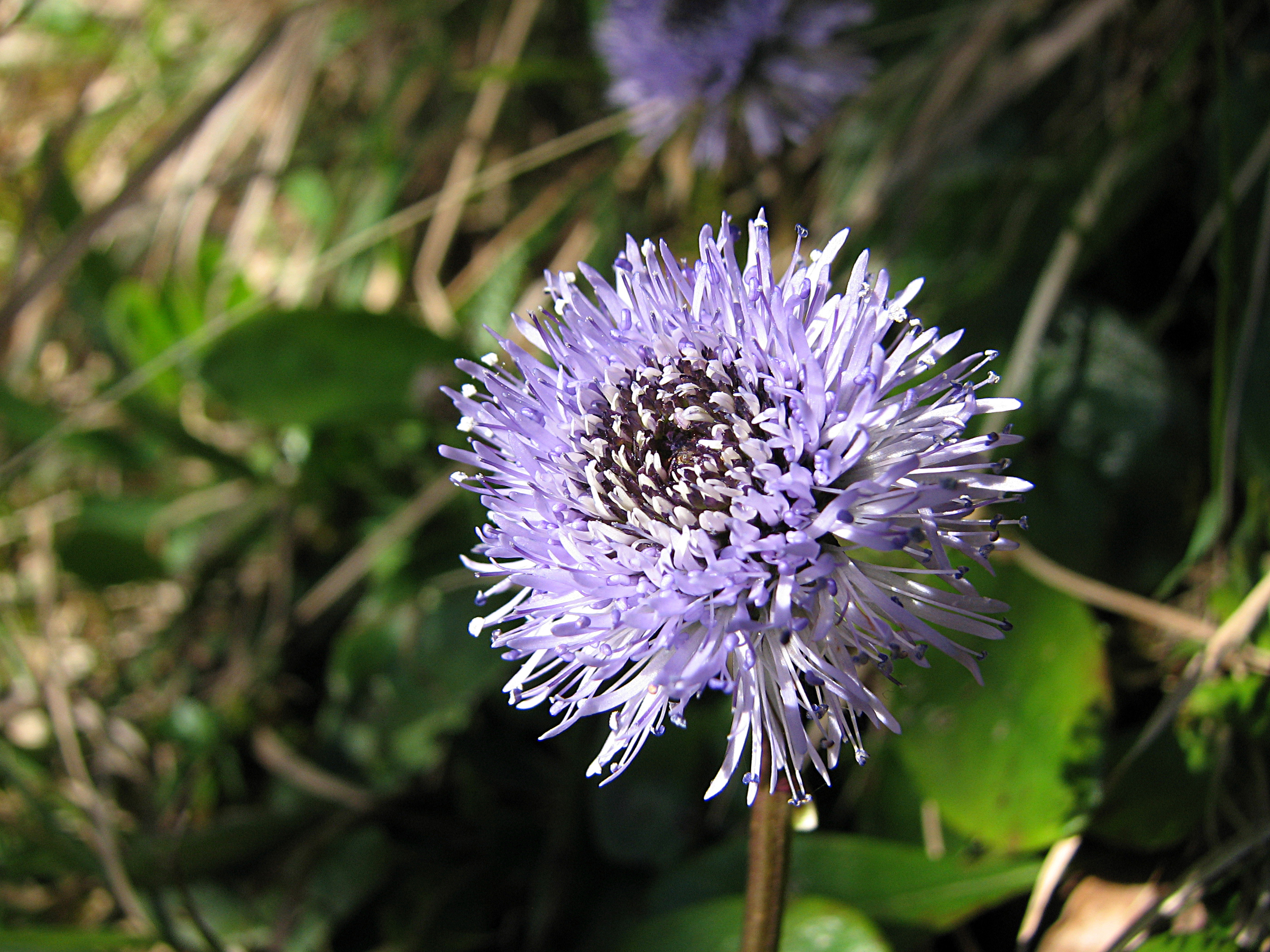 Nacktstängelige Kugelblume