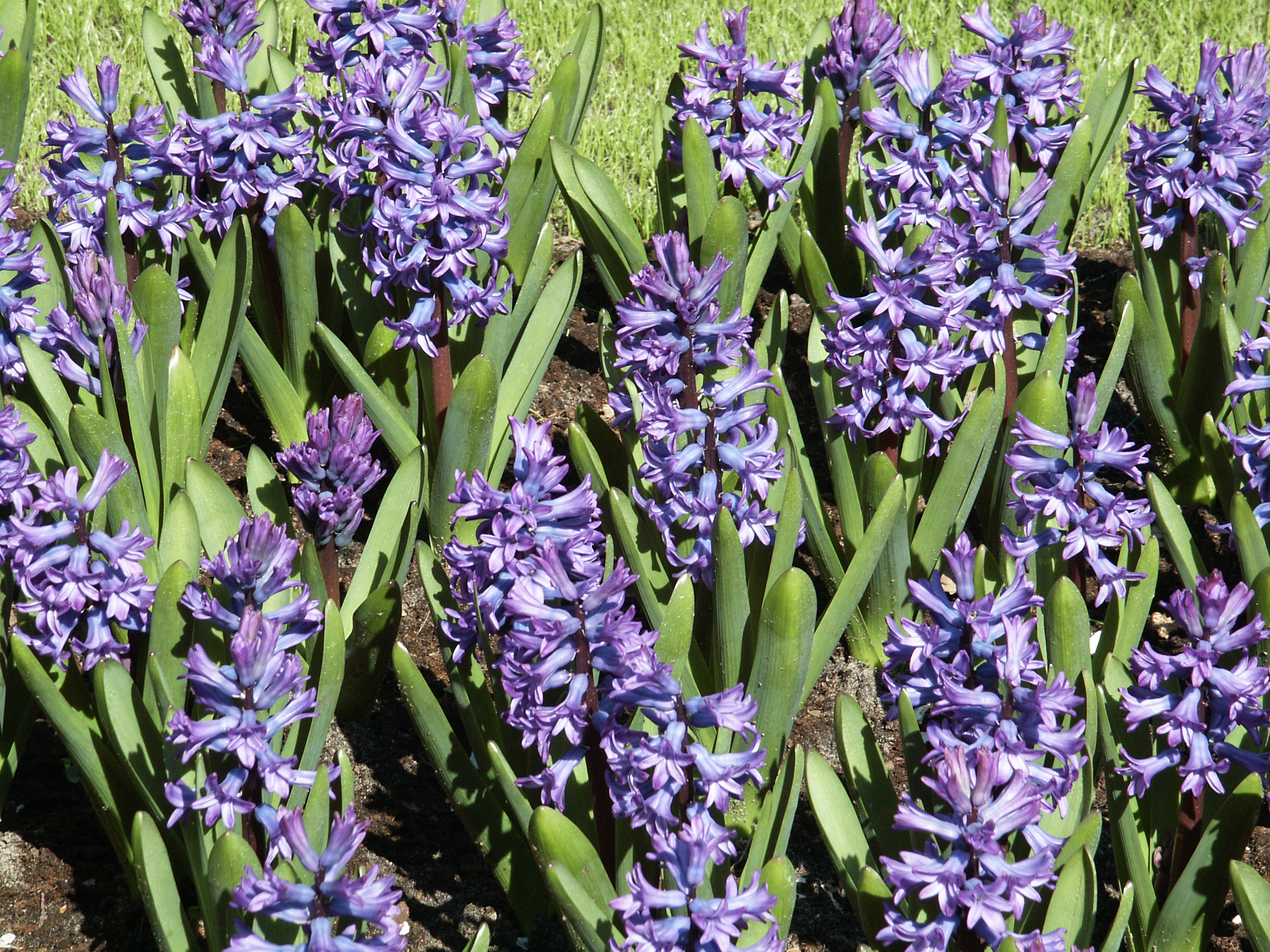Gartenhyazinthe
