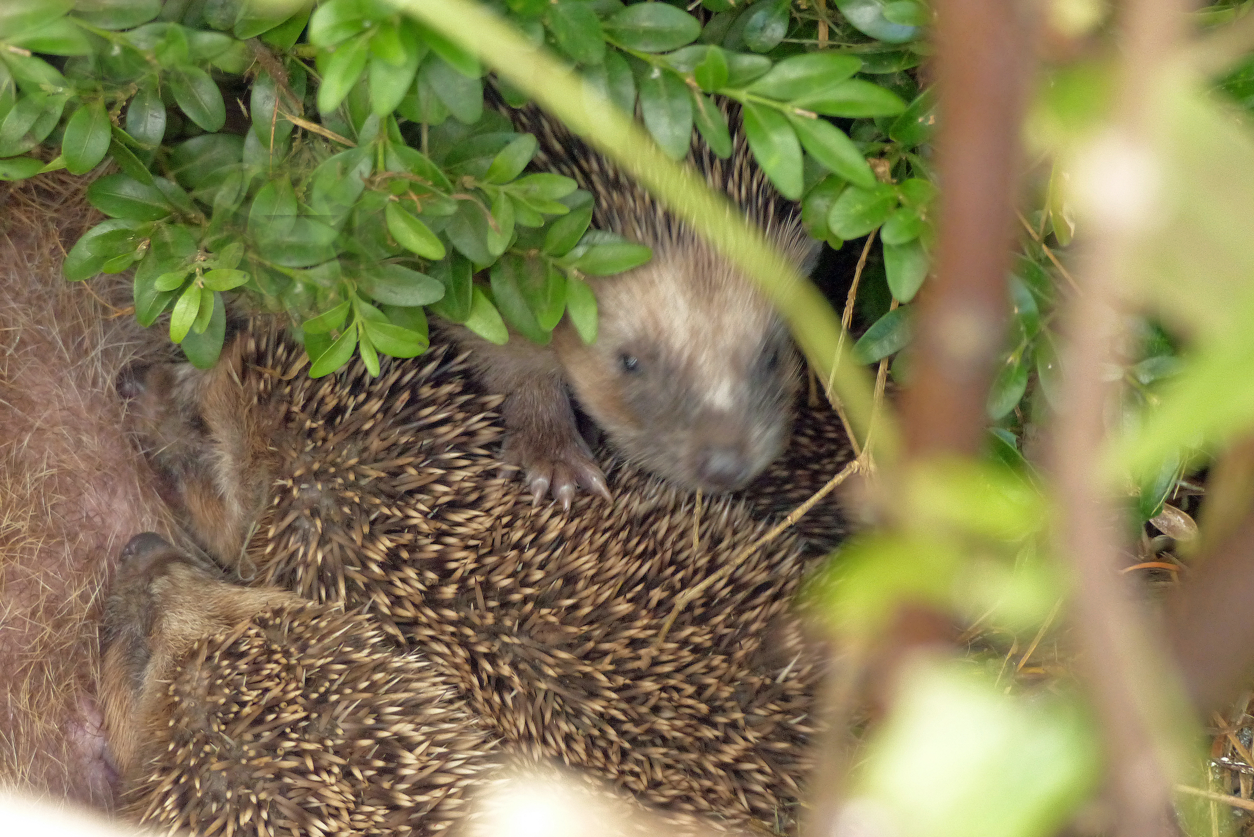 <p>6 Wochen werden die Jungen gestillt. In diesem Alter wiegen sie 200 - 250 g und müssen von nun an selbst für ihre Ernährung aufkommen. 500 g - 600 g müssen sie wiegen, um den Winterschlaf zu überleben. Kleinen Herbst-Igeln bleibt da nicht mehr viel Zeit dazu!</p>