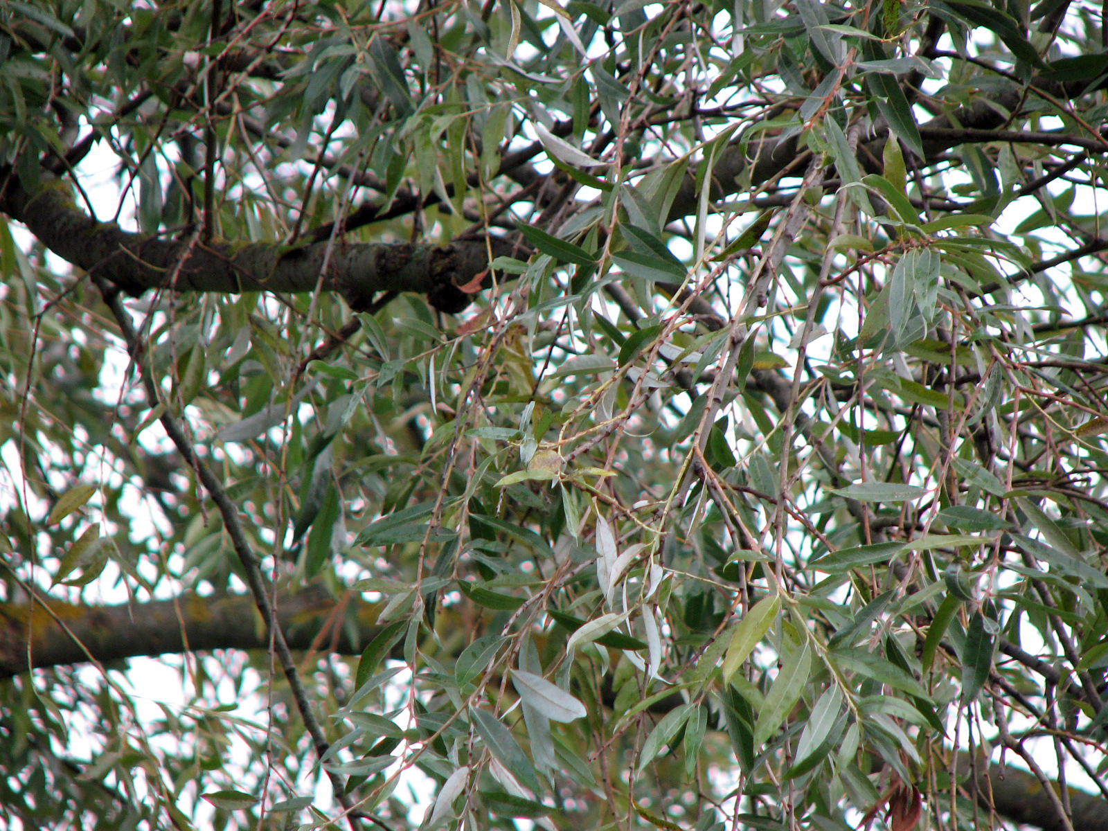 Silberweide - Kopfweide