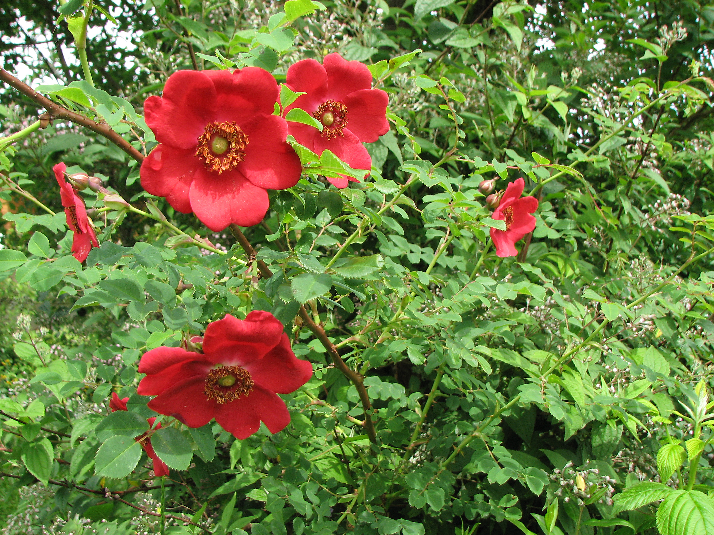 Mandarinrose-Wildrose