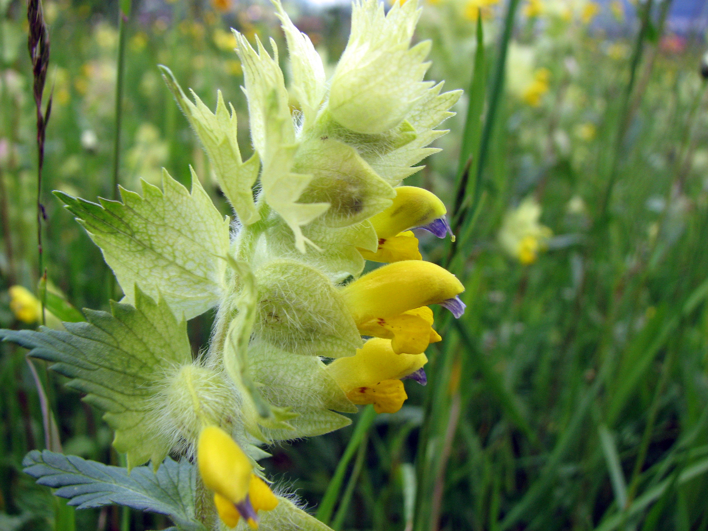 Zottiger Klappertopf