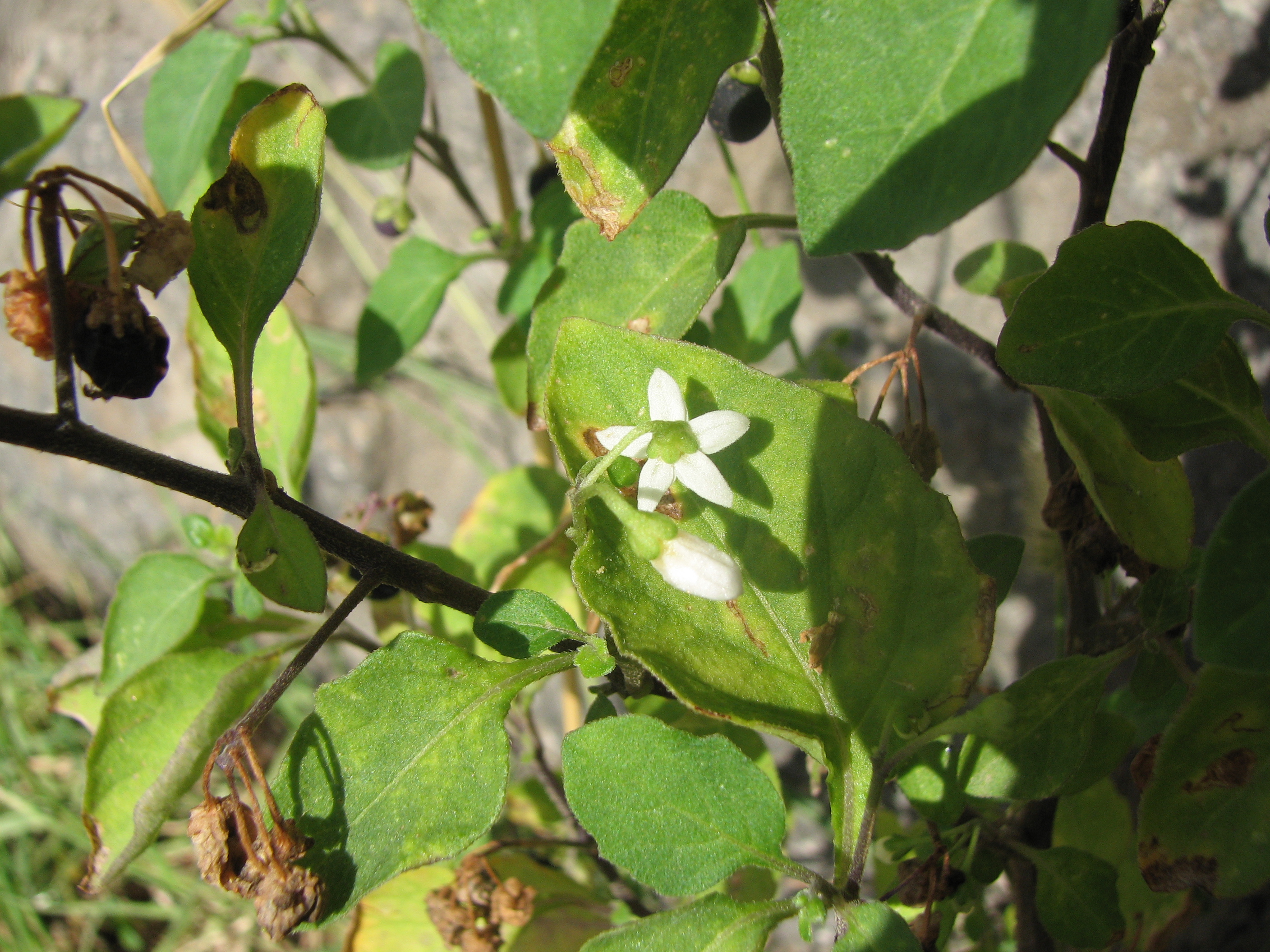 Schwarzer Nachtschatten