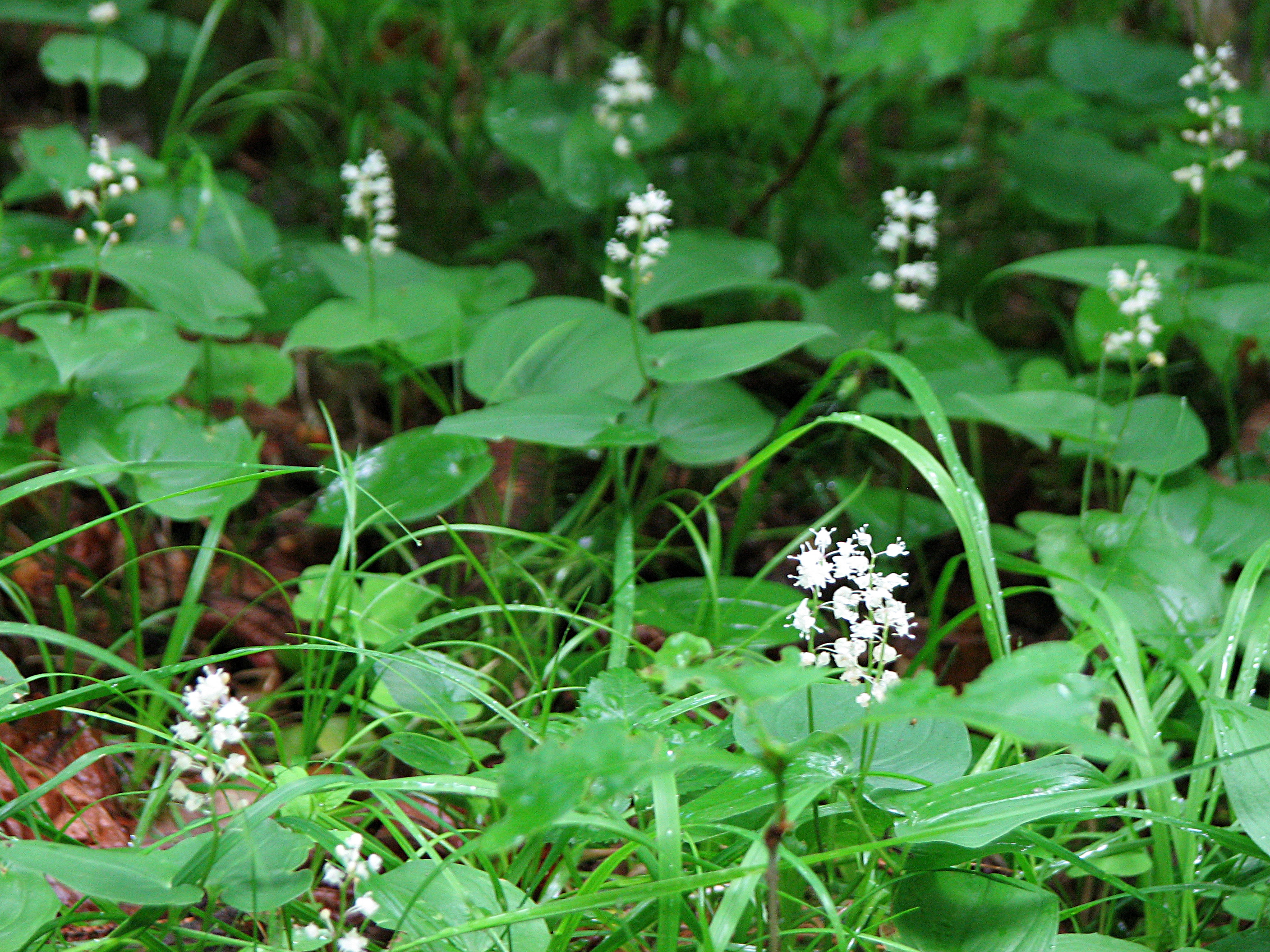 Zweiblättriges Schattenblümchen