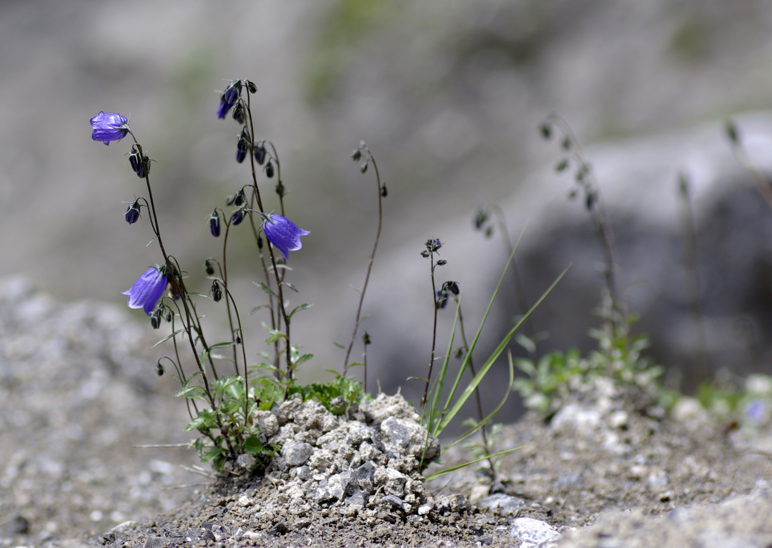 Scheuchzers Glockenblume