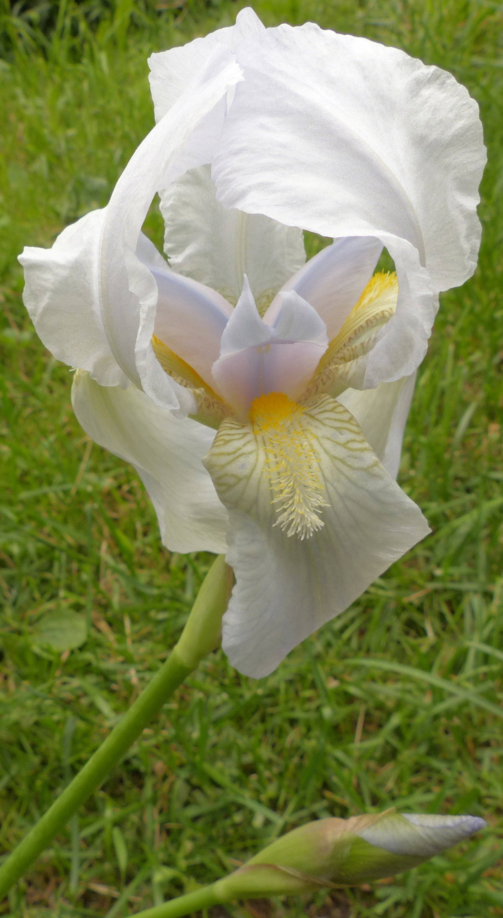 Deutsche Schwertlilie