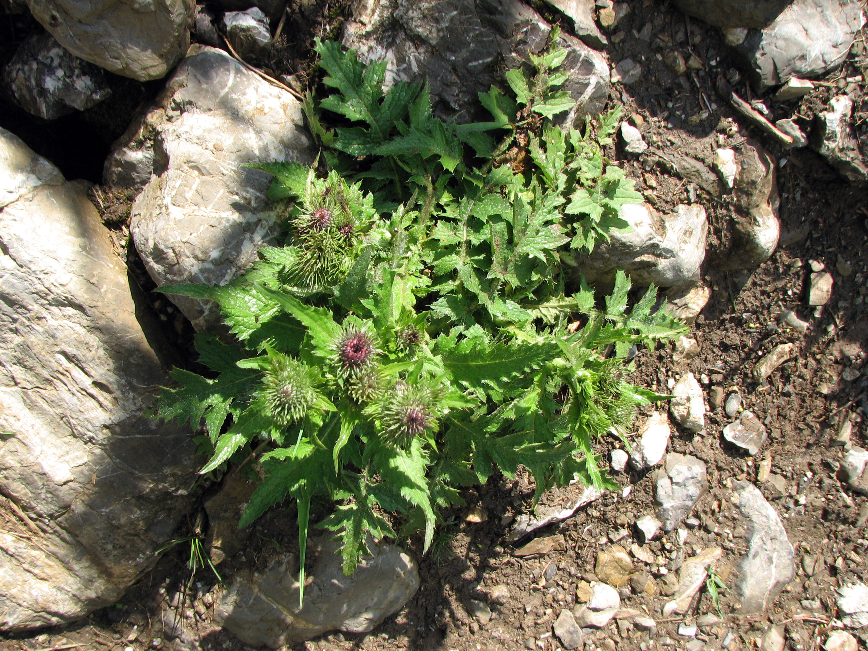 Wegdistel