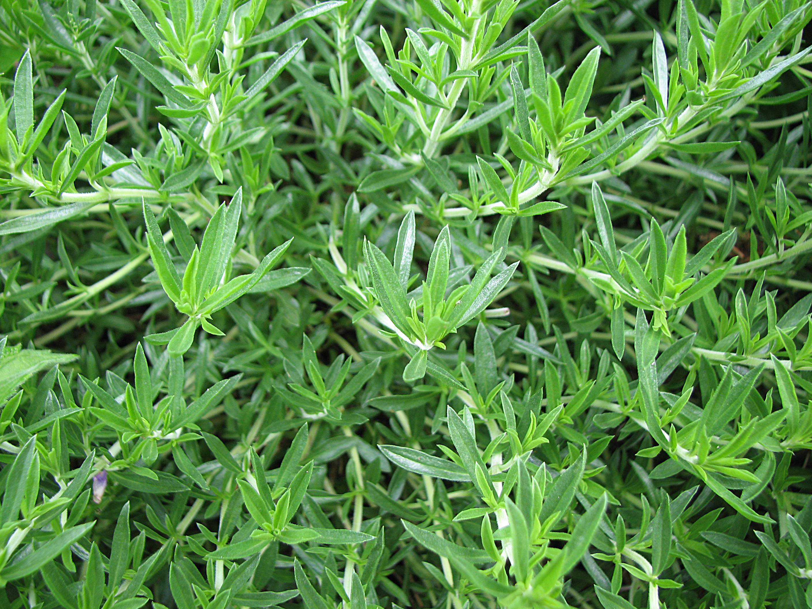 Bergbohnenkraut