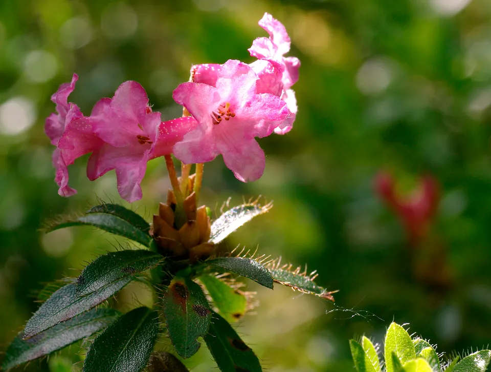 Bewimperte Alpenrose