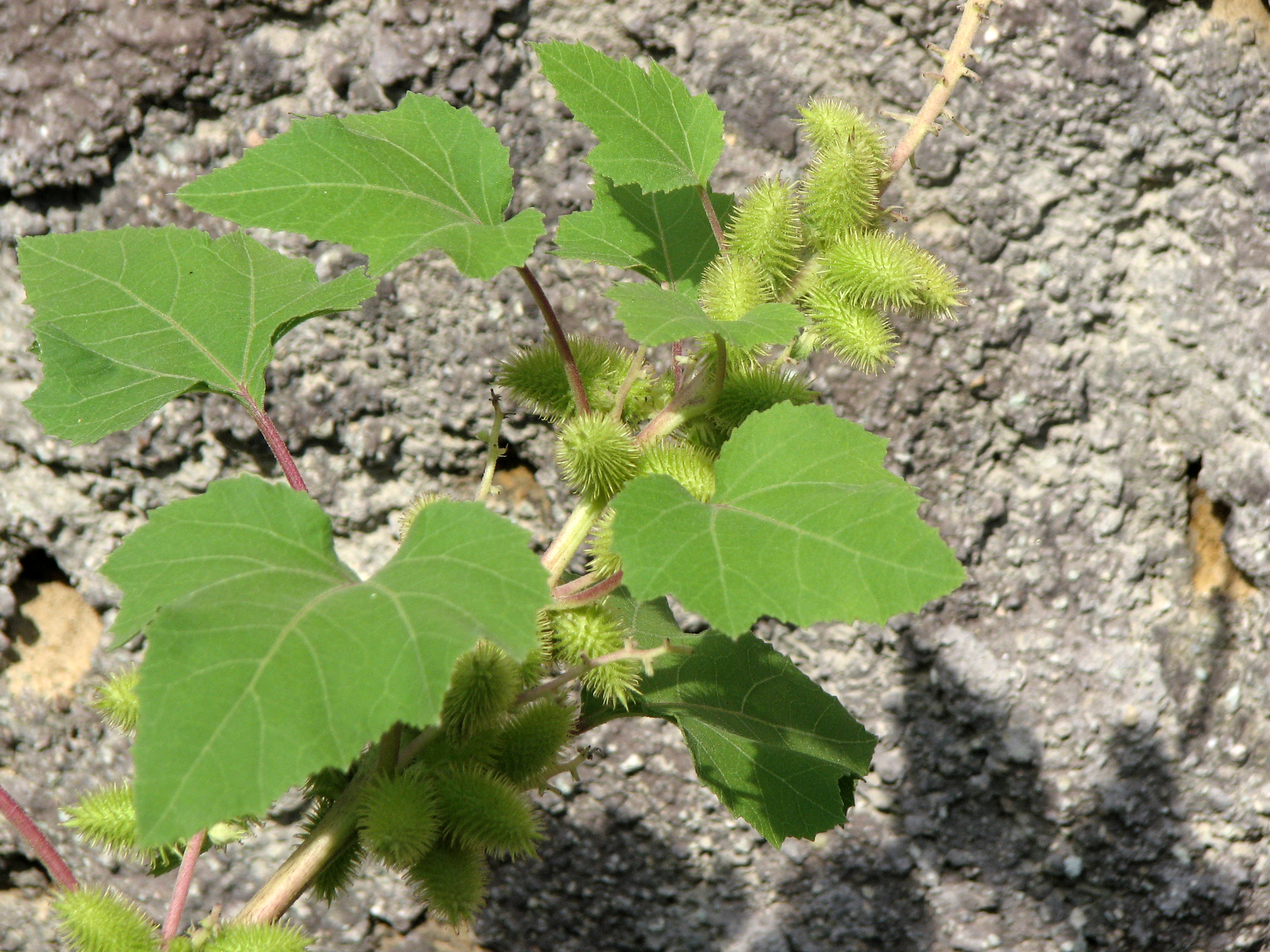 Gewöhnliche Spitzklette