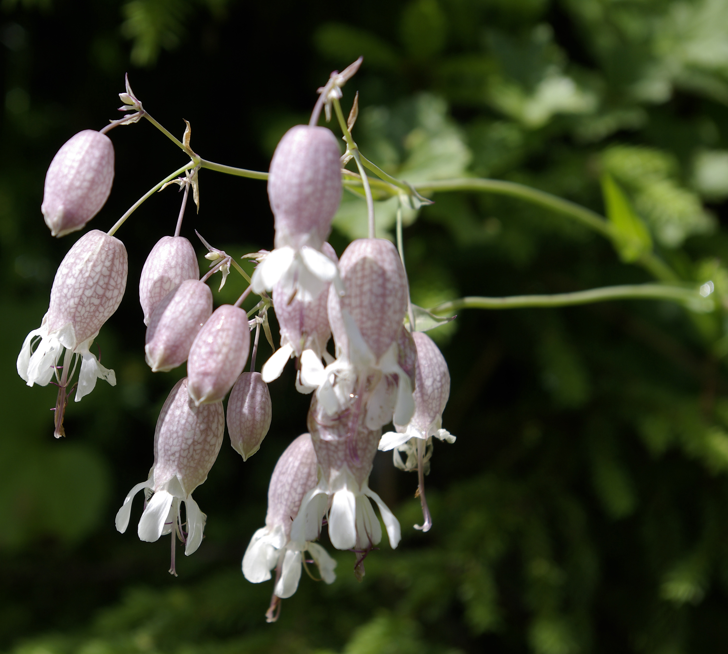 Taubenkropfleimkraut