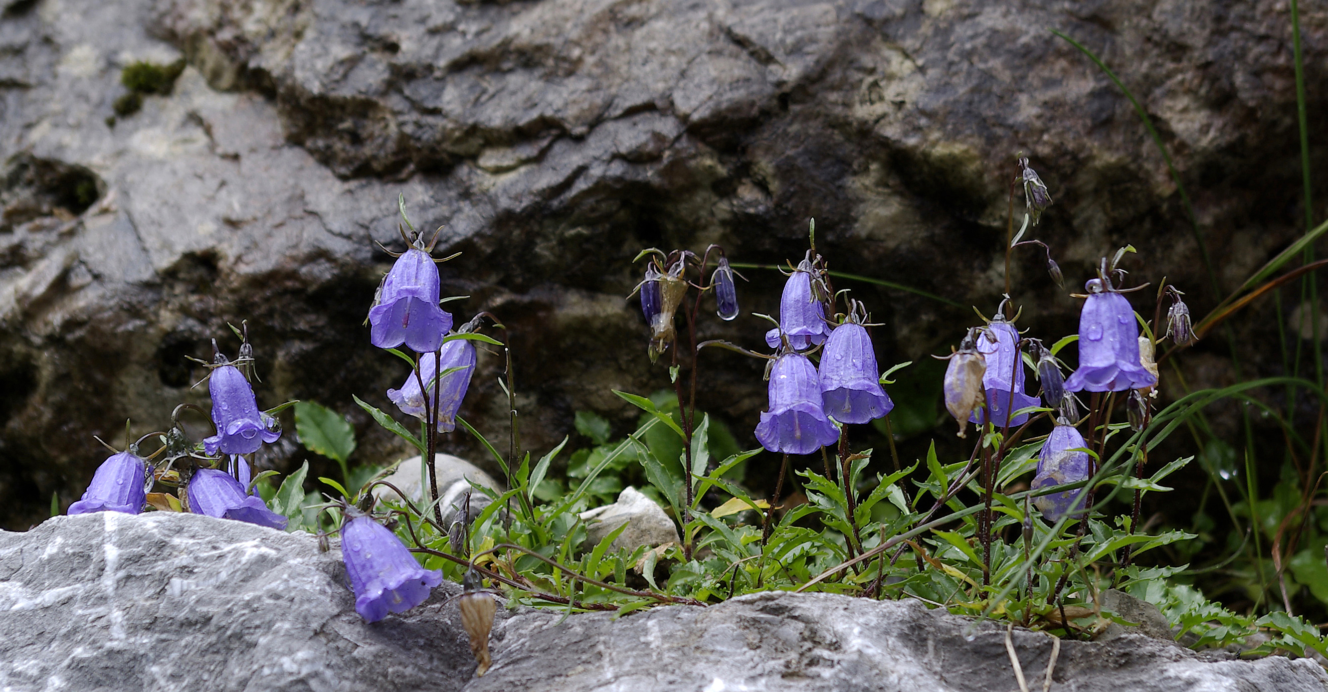 Zwergglockenblume