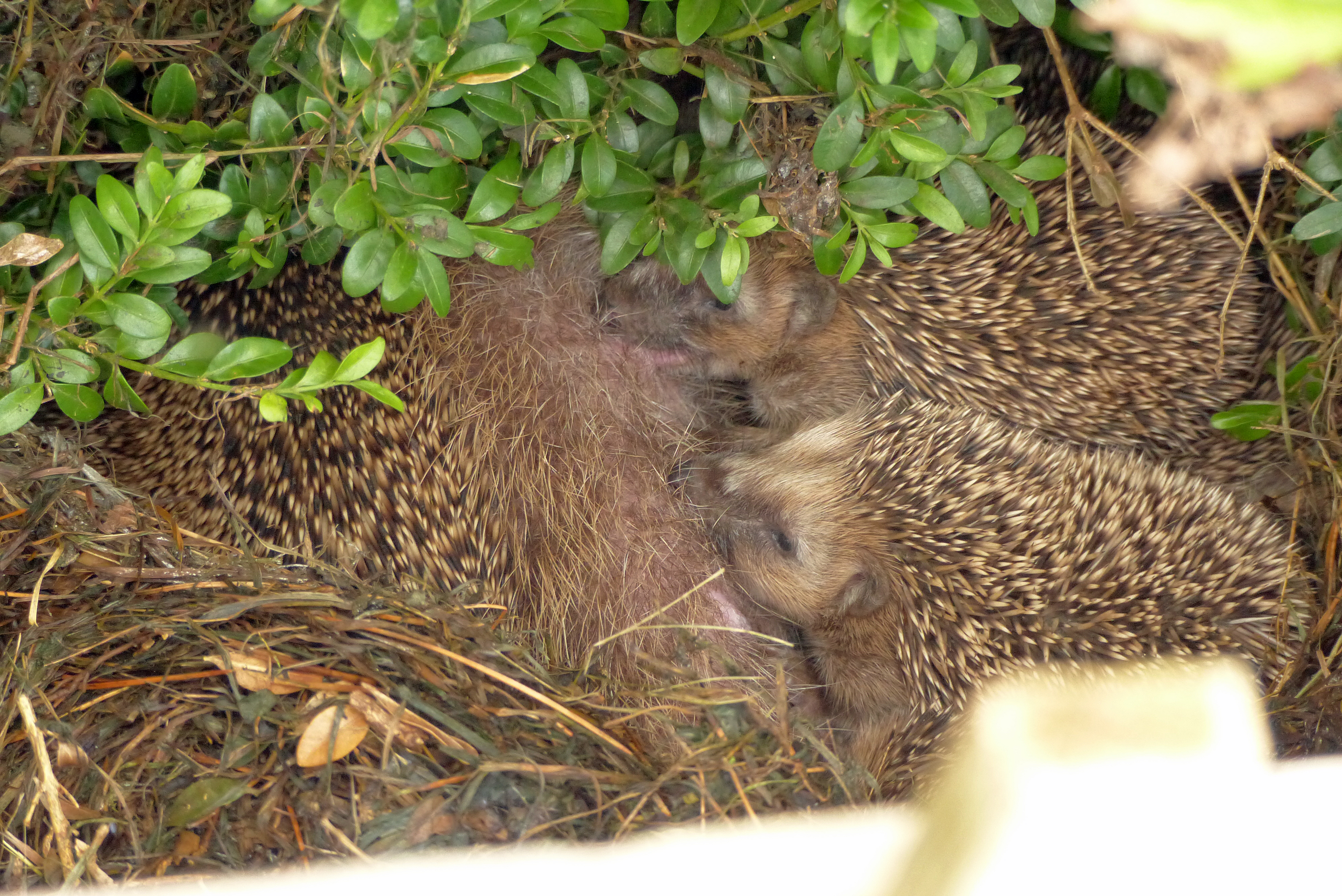 <p>Igelnest unter einer hohen, ungeschnittenen Buchsbaumhecke.</p>