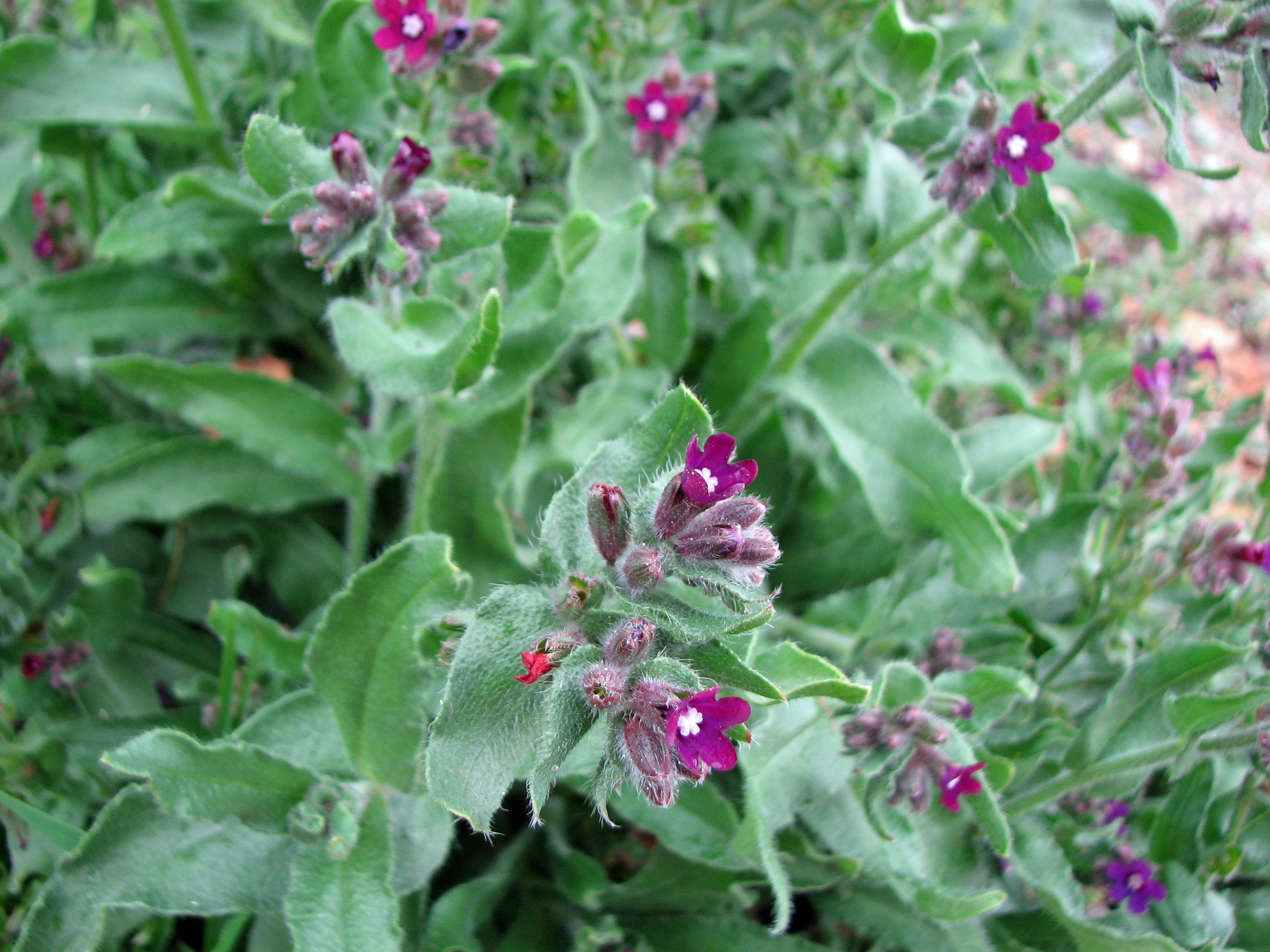 Gewöhnliche Ochsenzunge