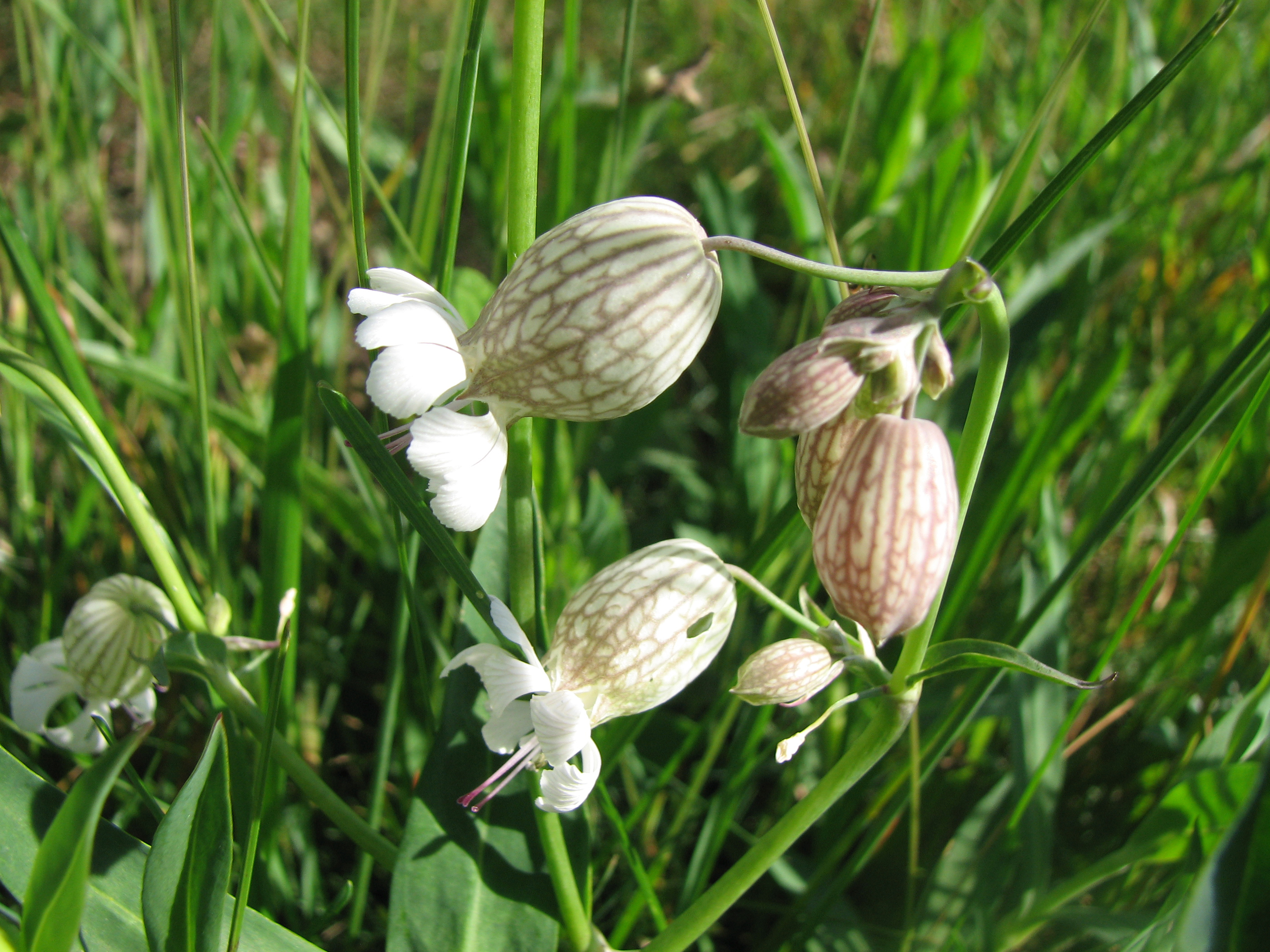 Taubenkropfleimkraut