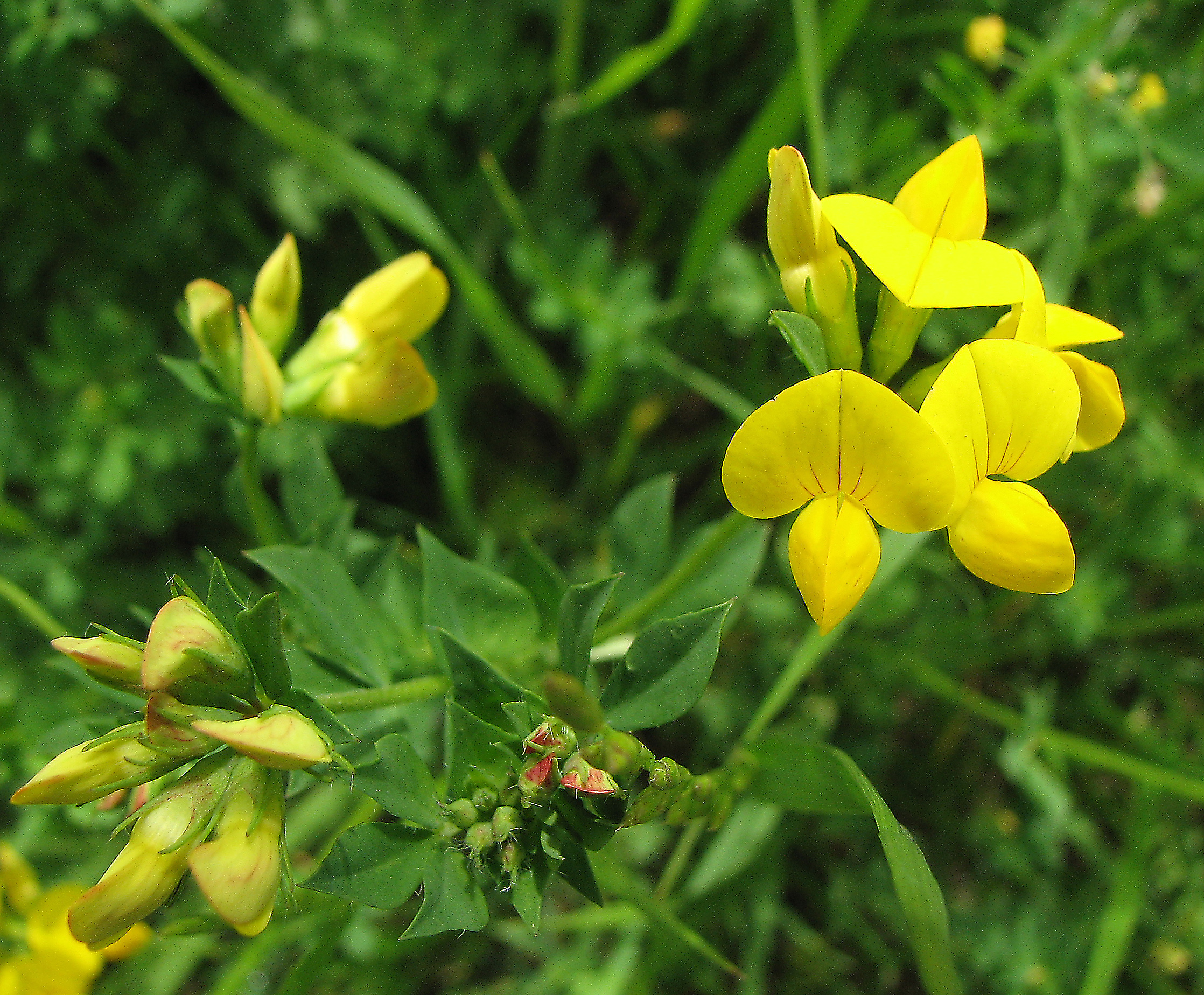 Gewöhnlicher Hornklee