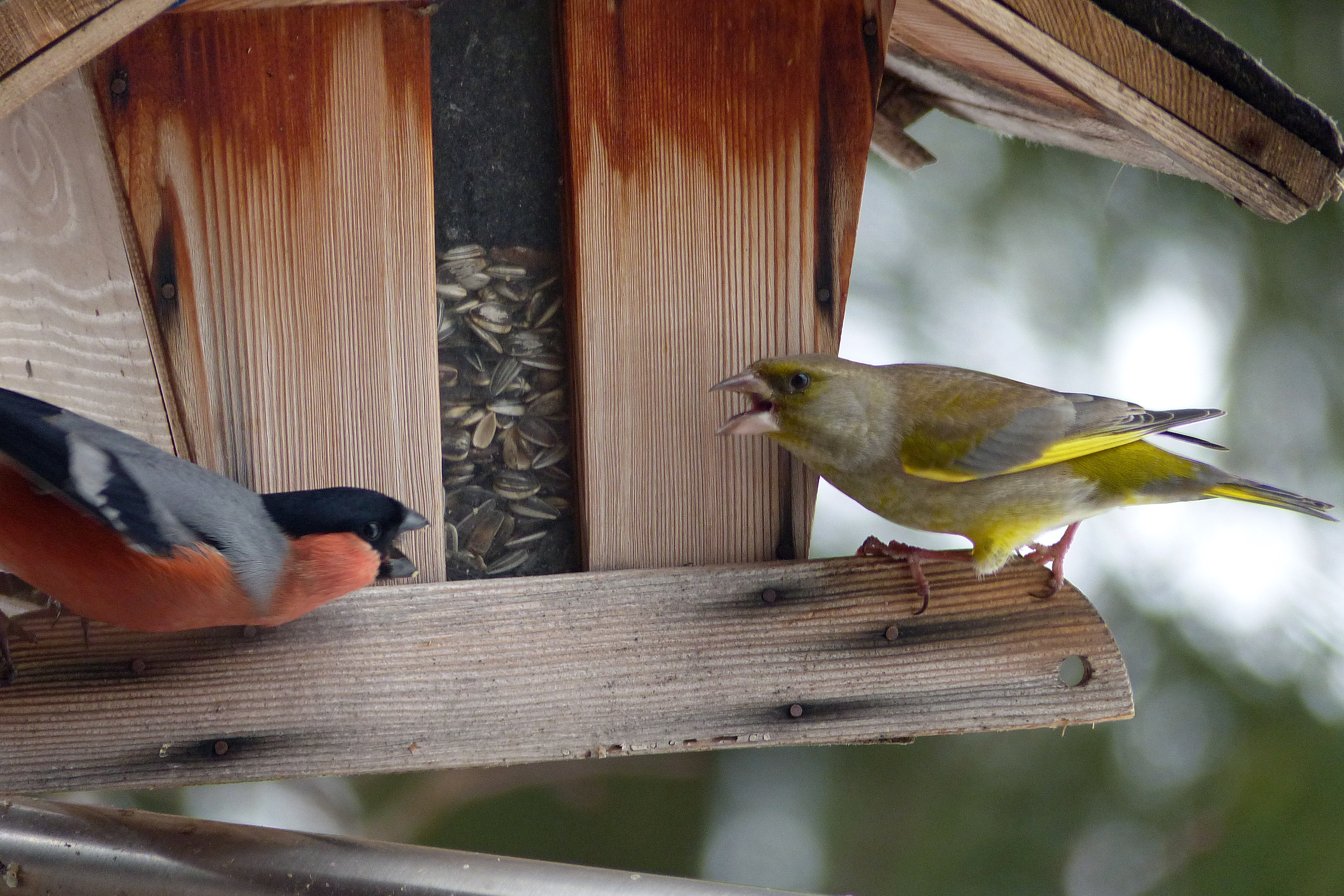 Vogelfutter selber machen