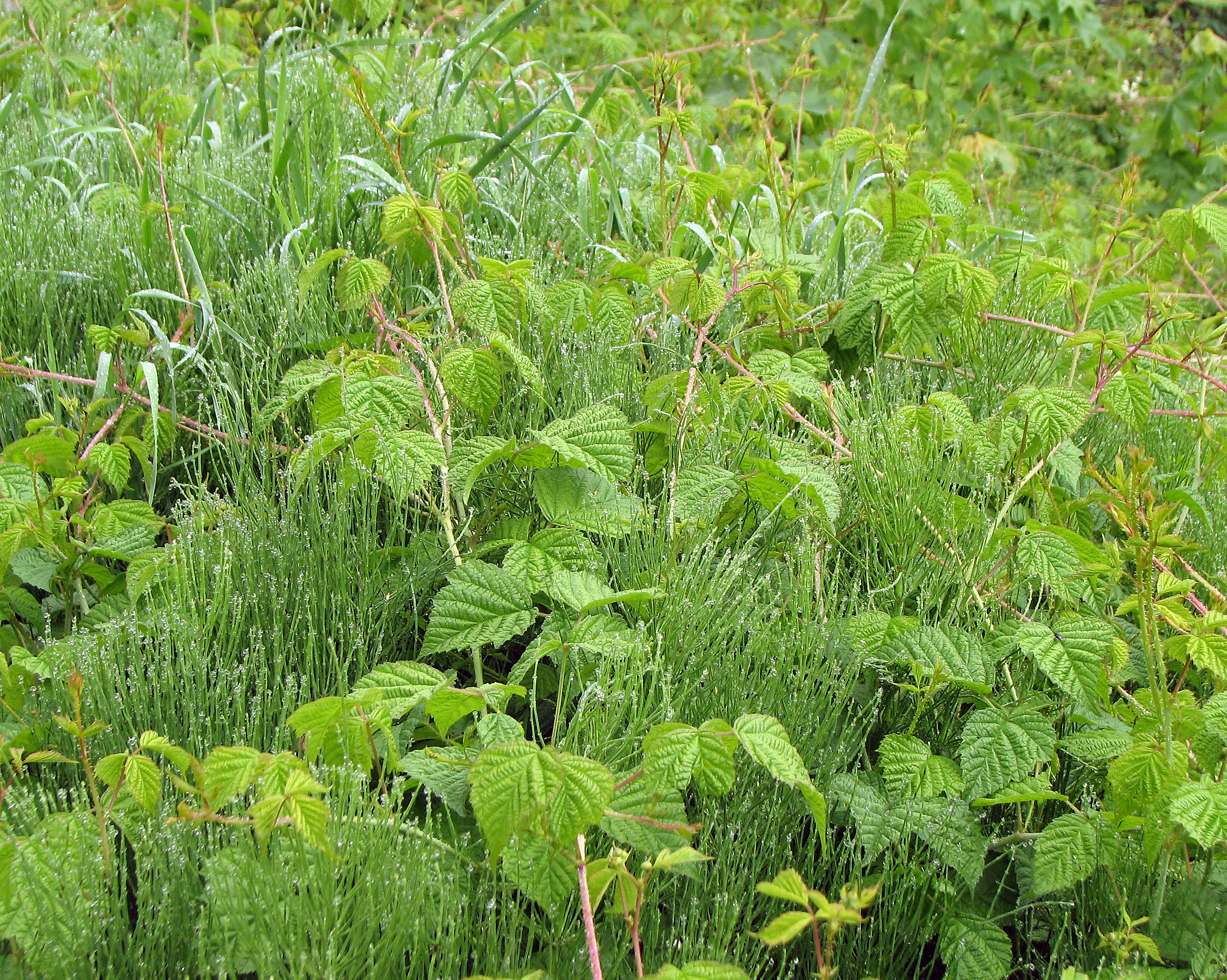 Brombeere