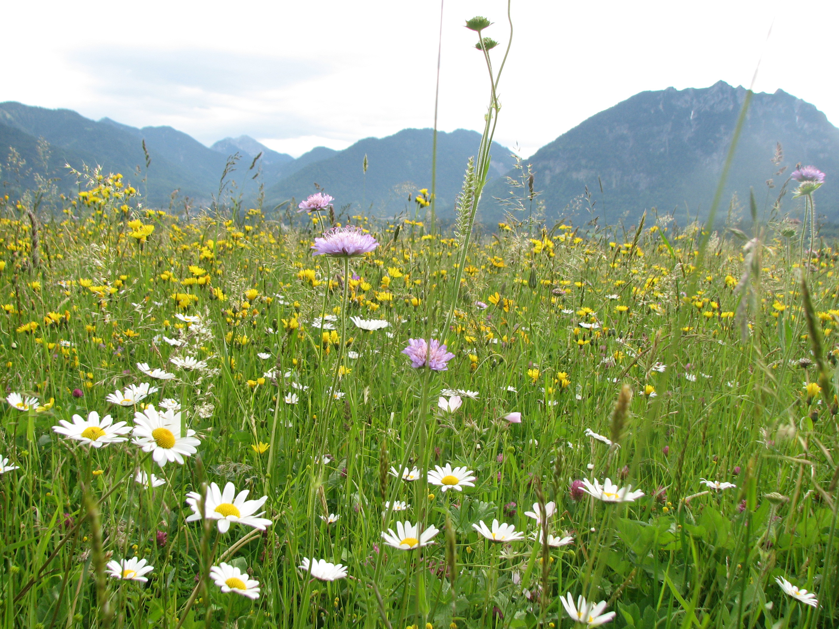 Wiesenpippau
