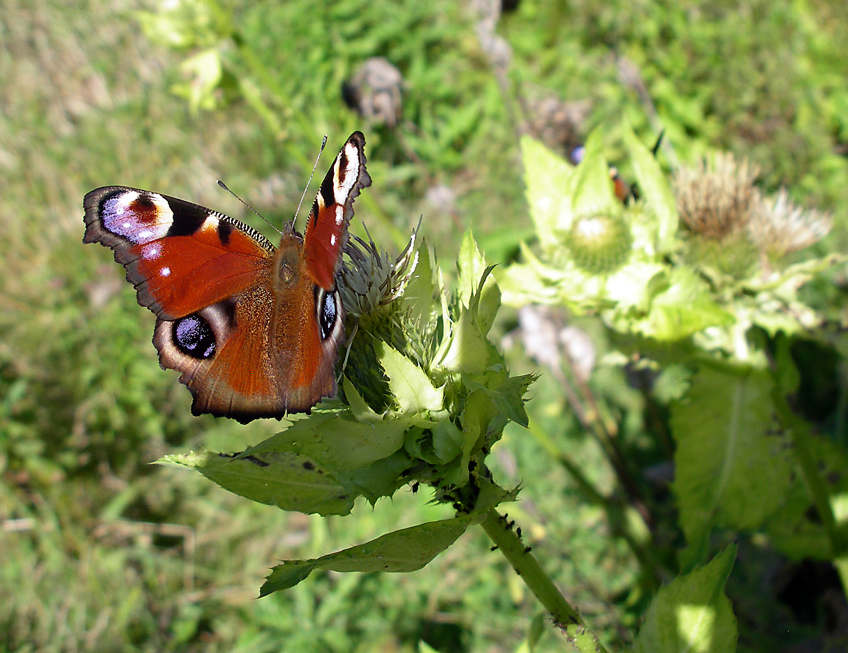 Kohlkratzdistel