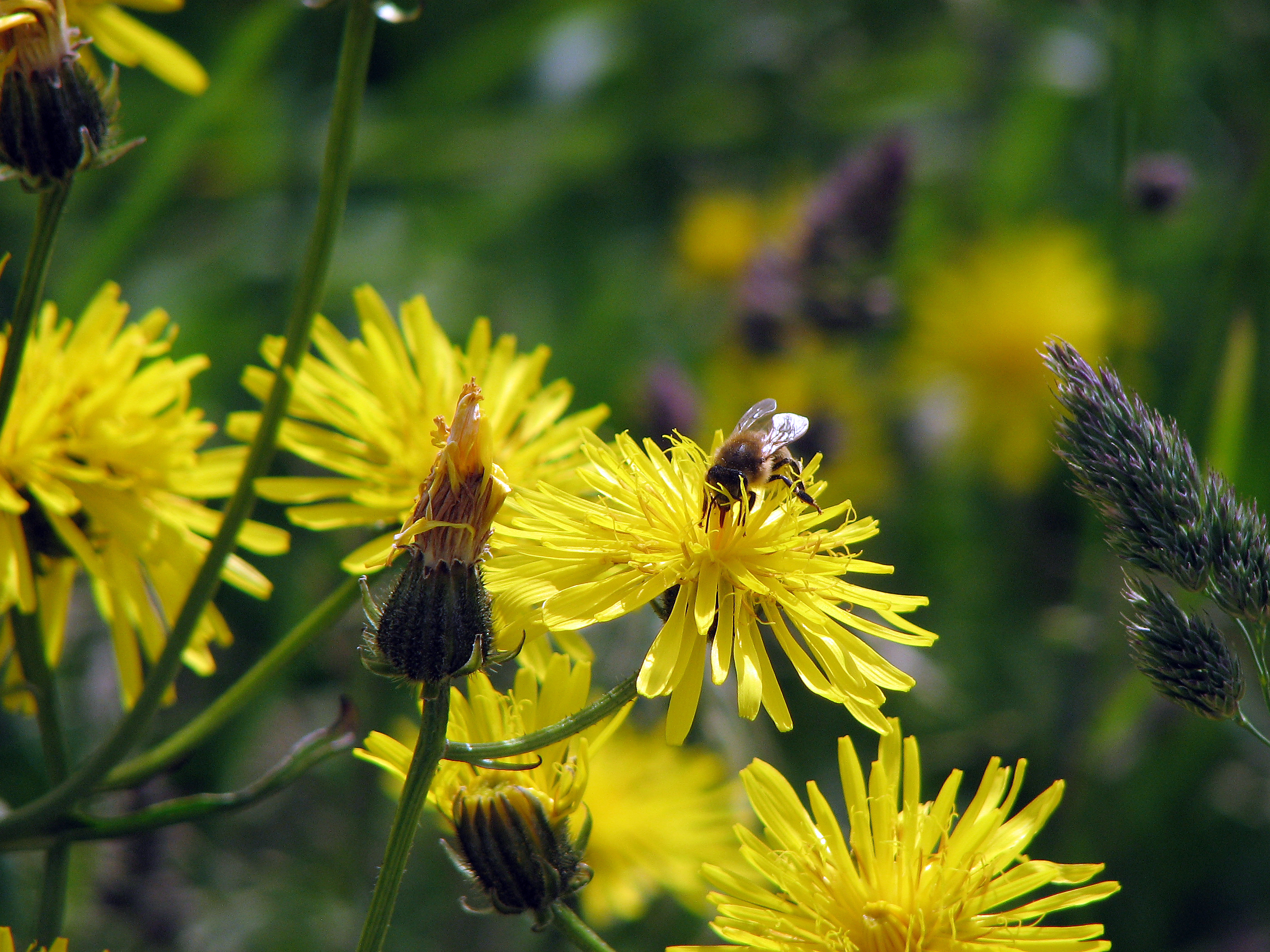 Wiesenpippau
