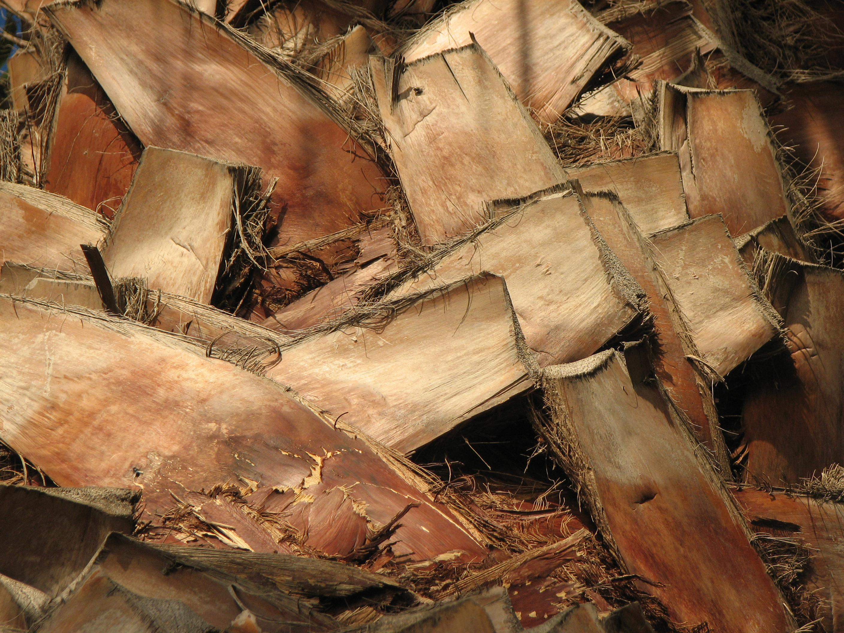 Chinesische Hanfpalme