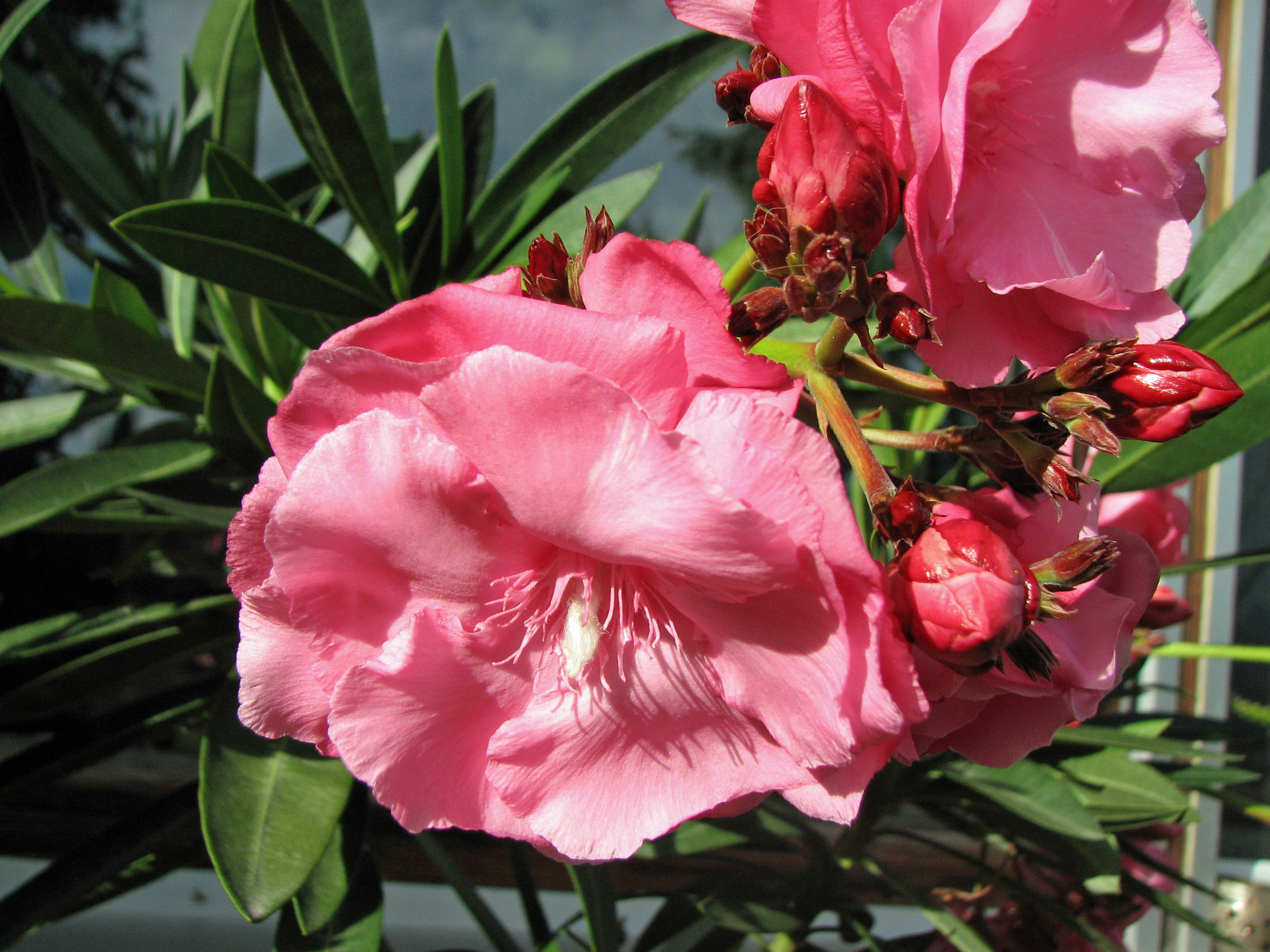 Oleander