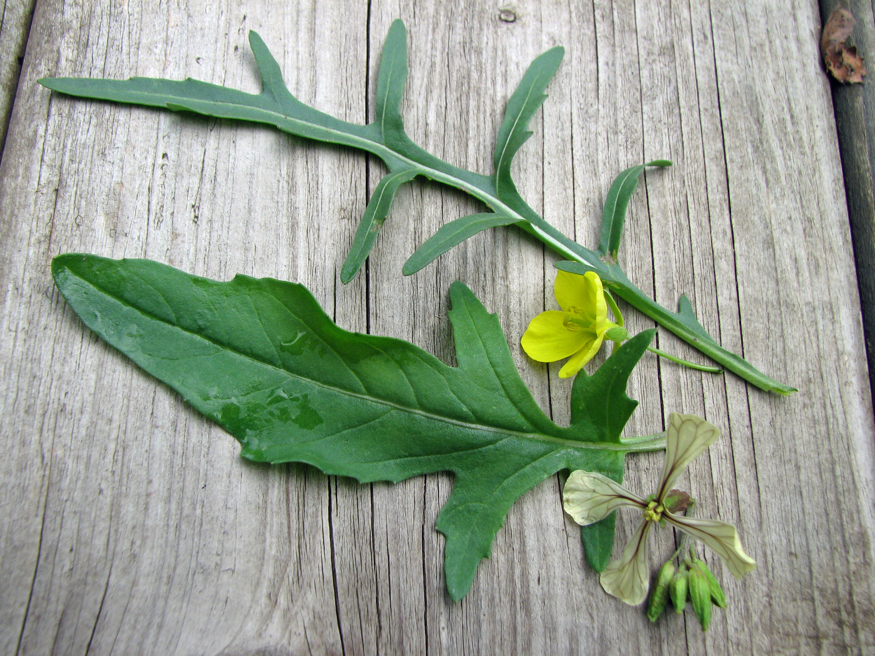 Schmalblättrige Rucola