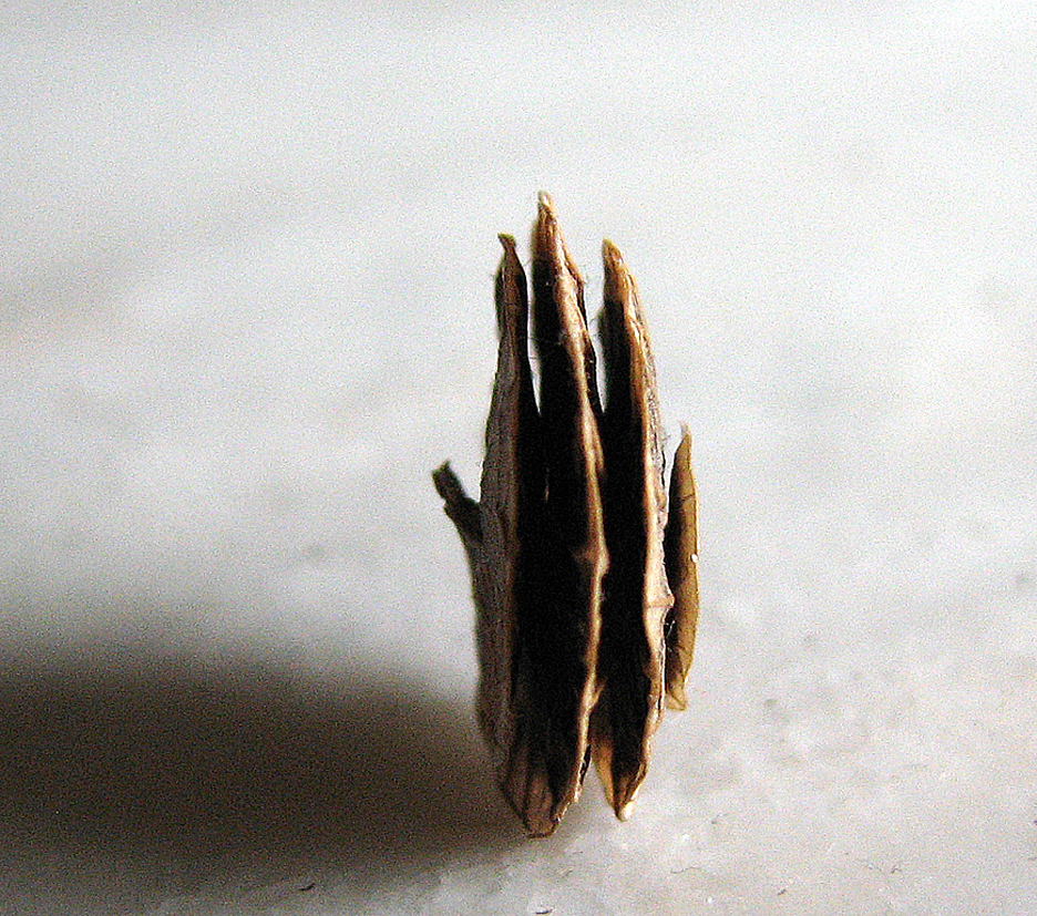 Scheibenschneckenklee