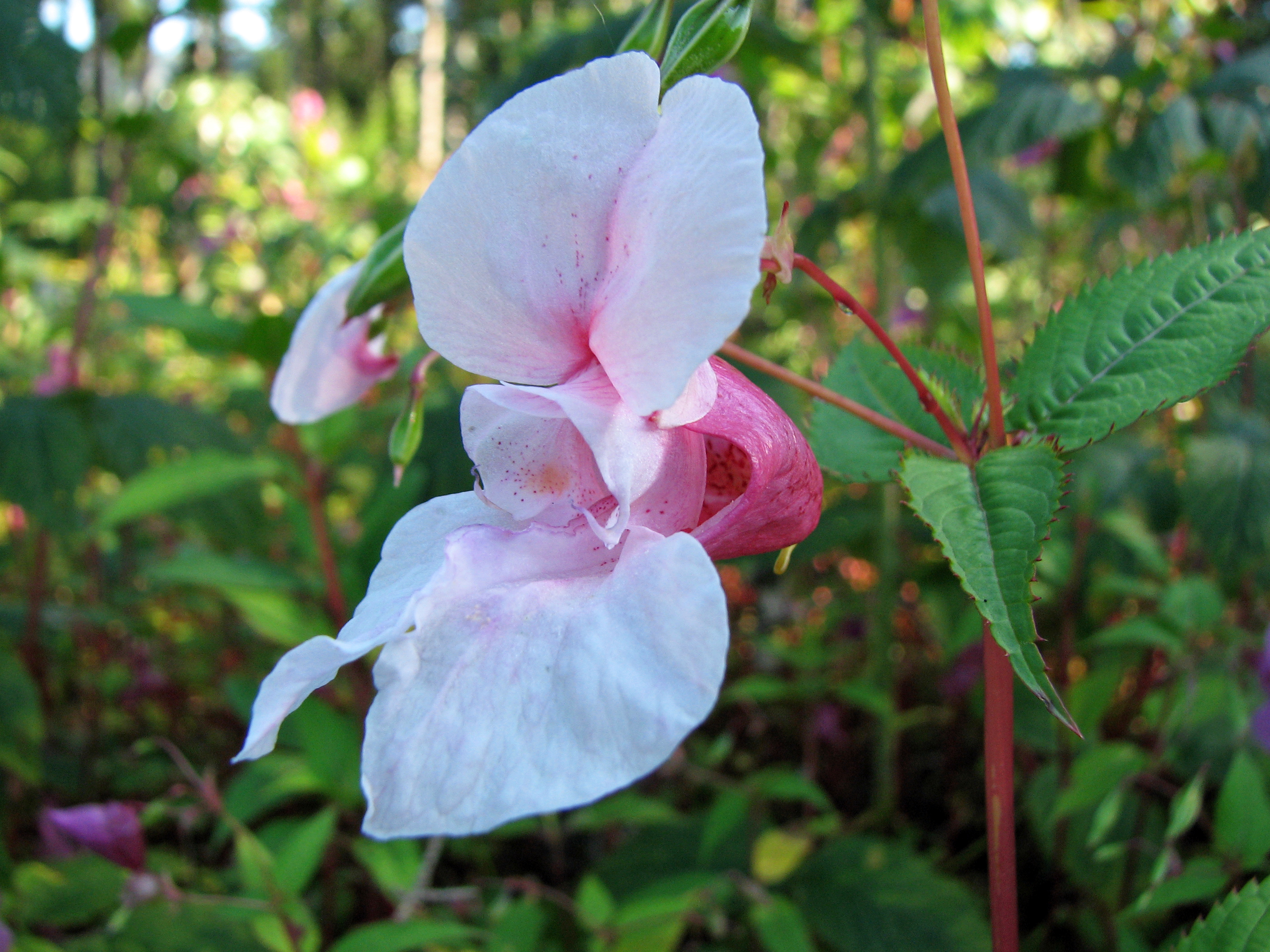 Drüsiges Springkraut