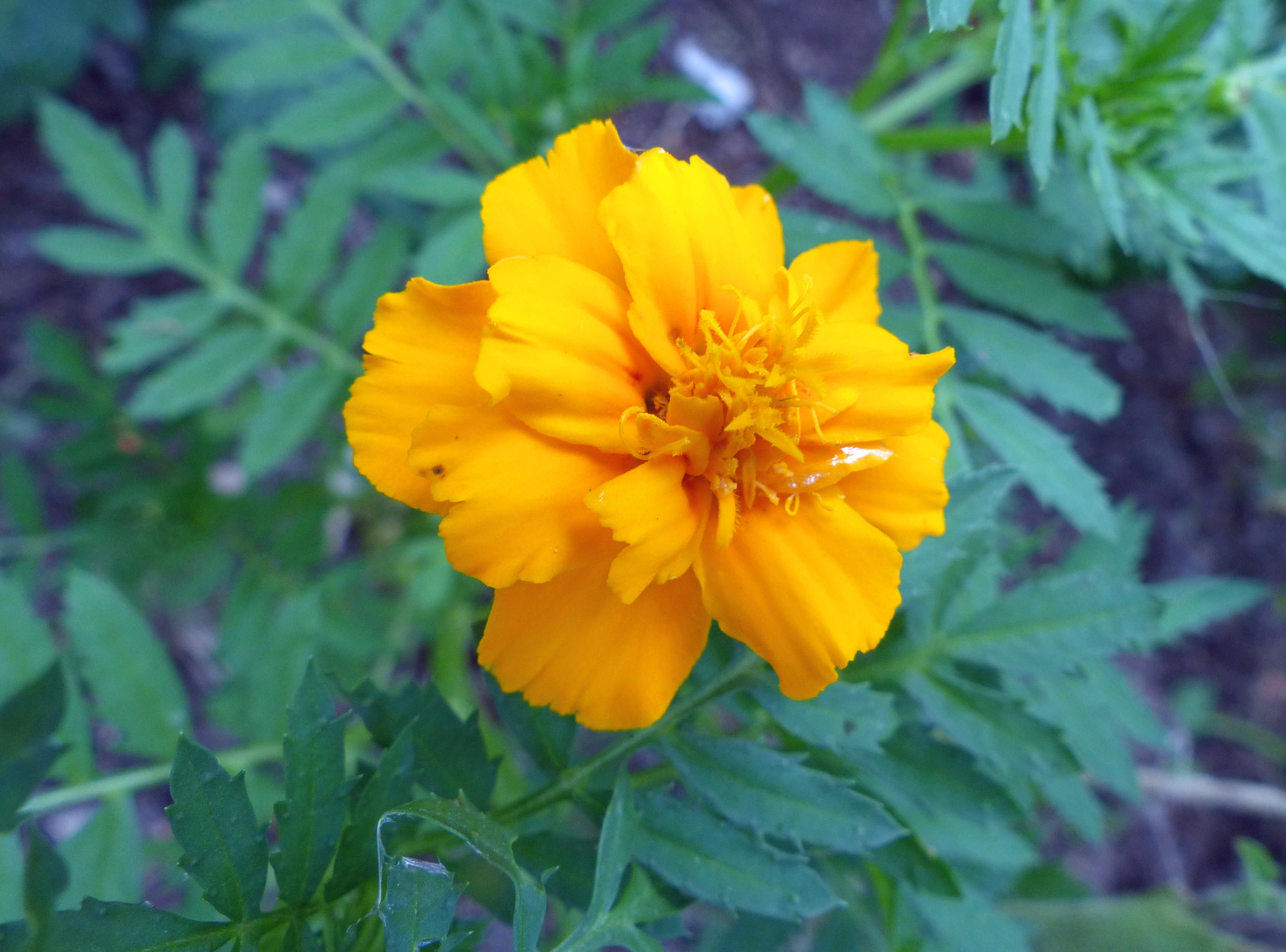 Hohe Tagetes