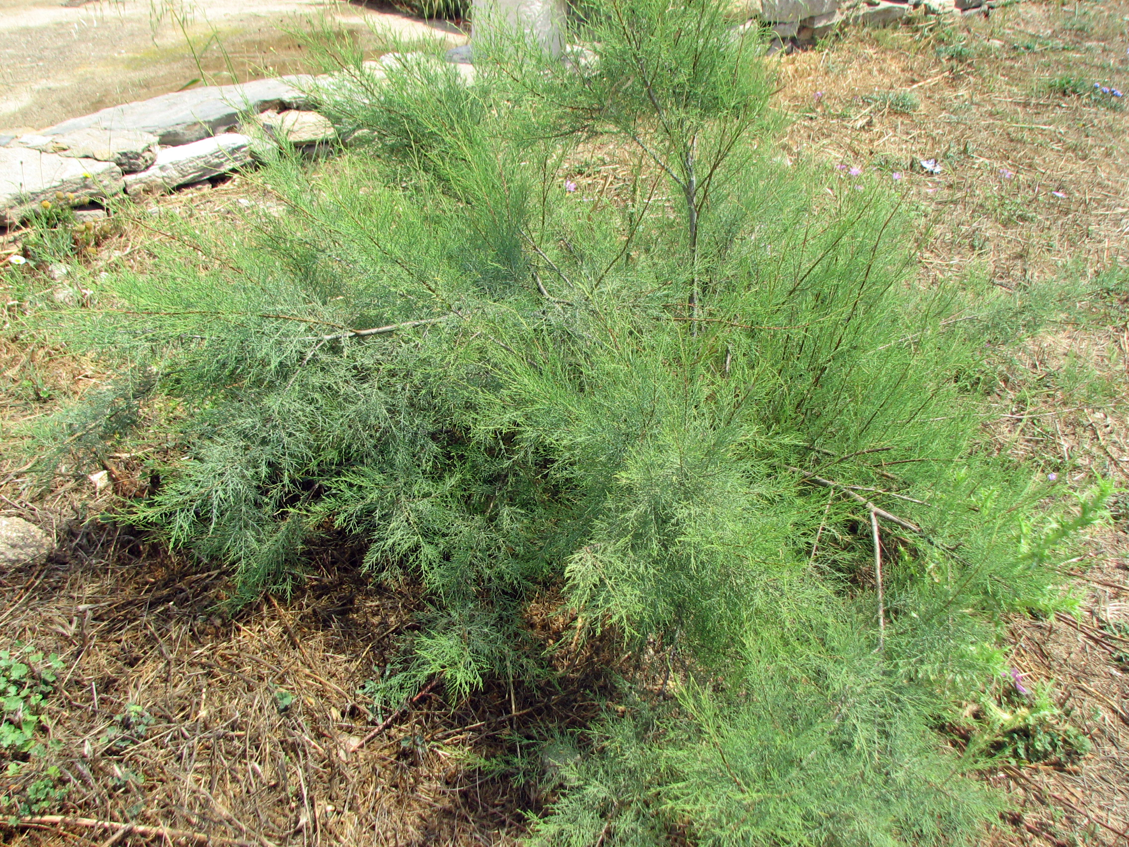 Kleinblütige Tamariske