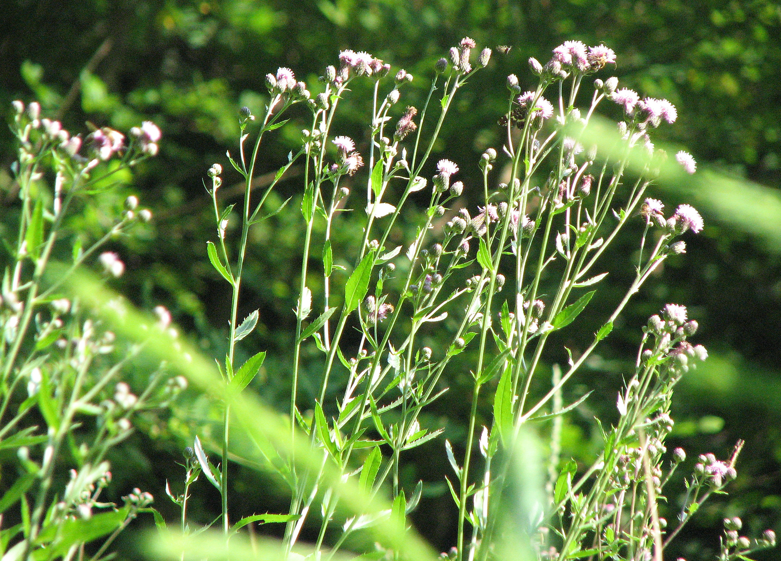 Ackerkratzdistel