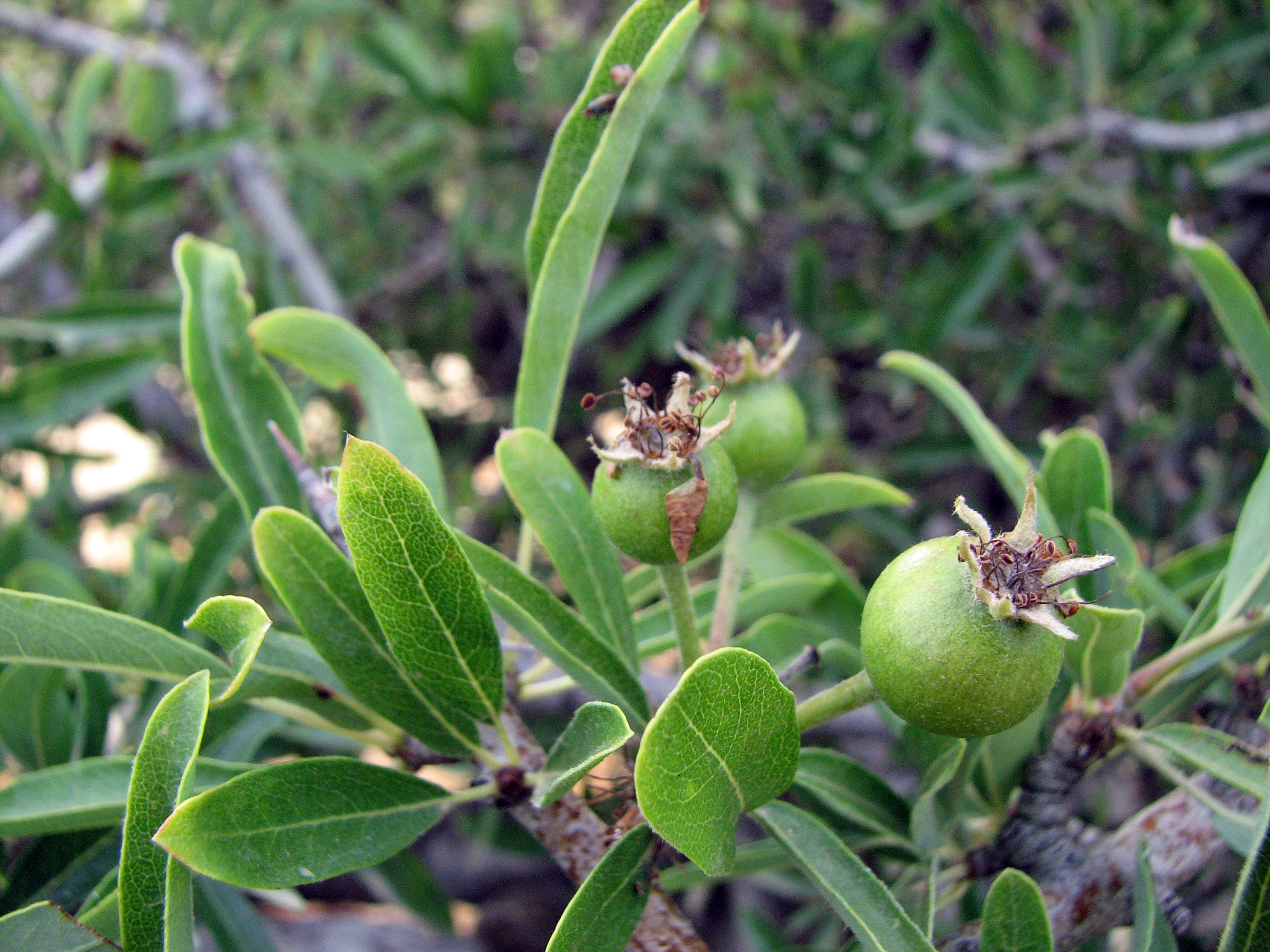 Mandelblättrige Birne