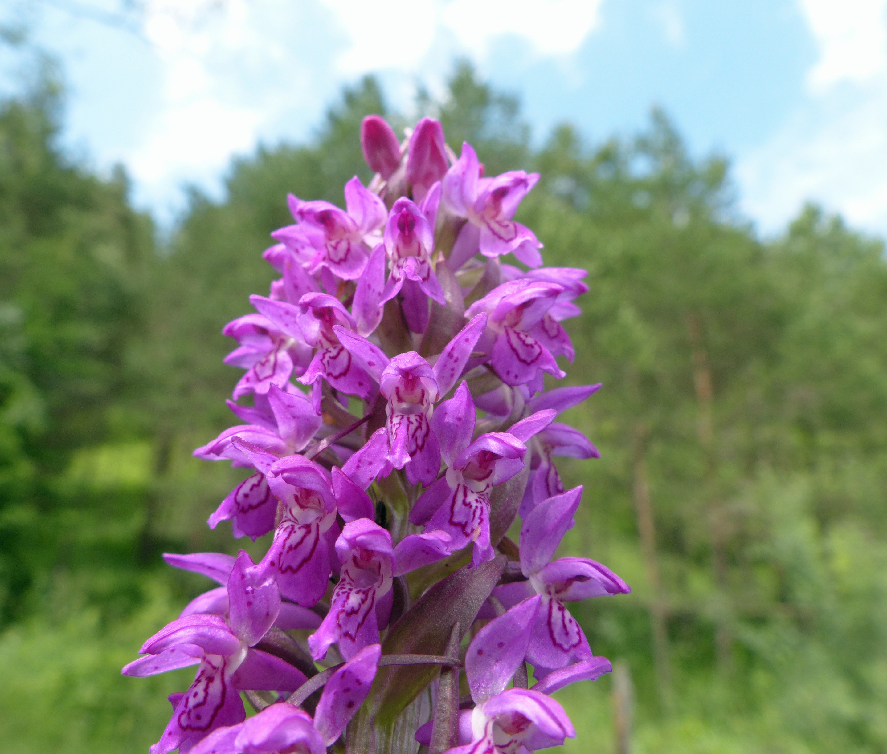 Fleischfarbene Fingerwurz