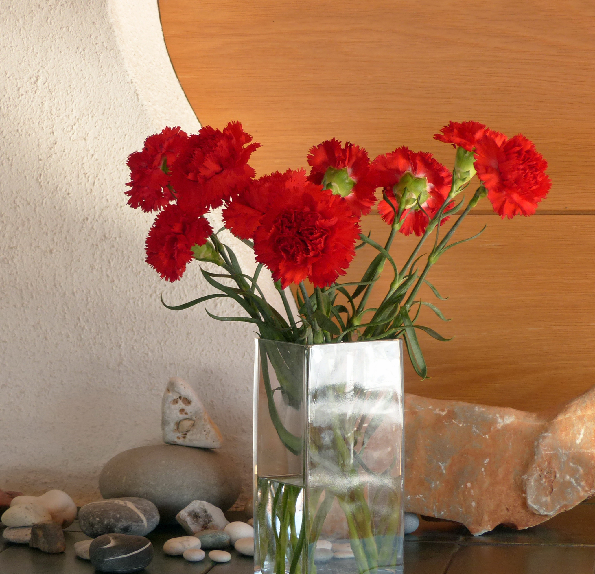 Edelnelke, Gartennelke, Landnelke, Topfnelke