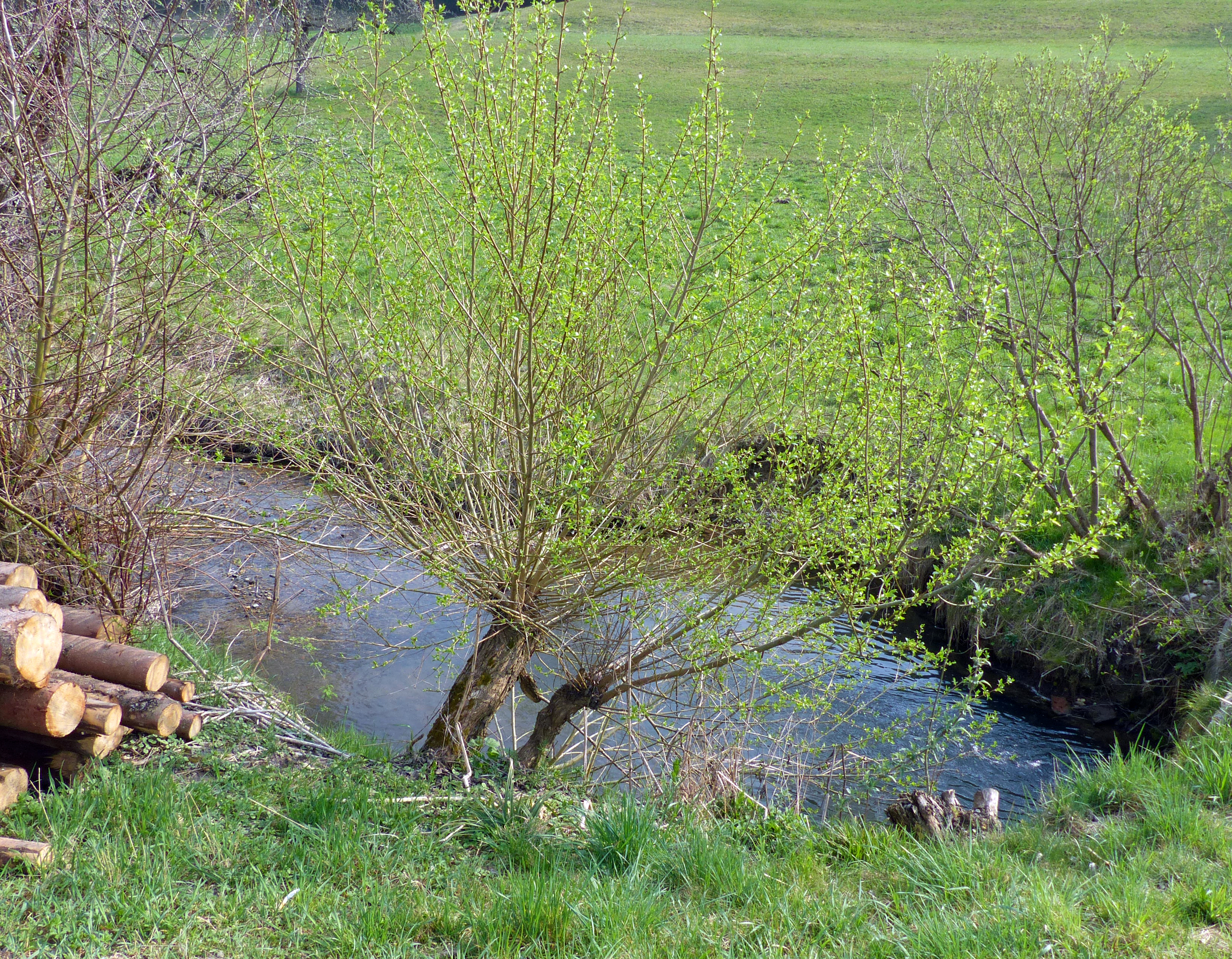 Silberweide - Kopfweide
