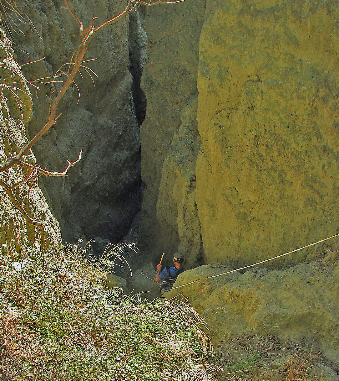 Weintrauben mit Wildem Fenchel
