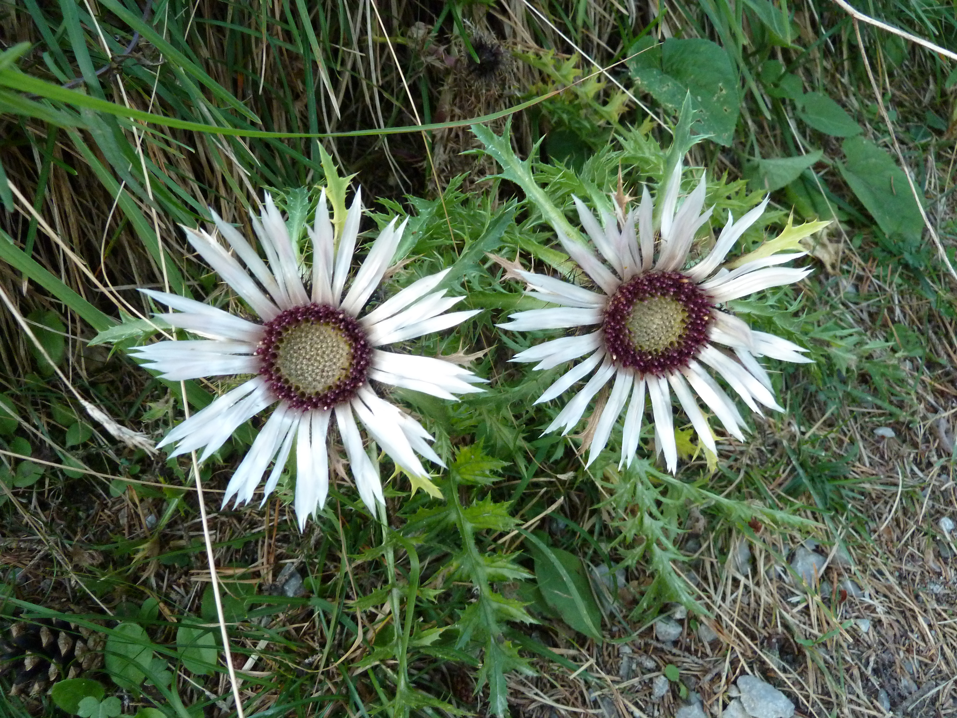 Silberdistel