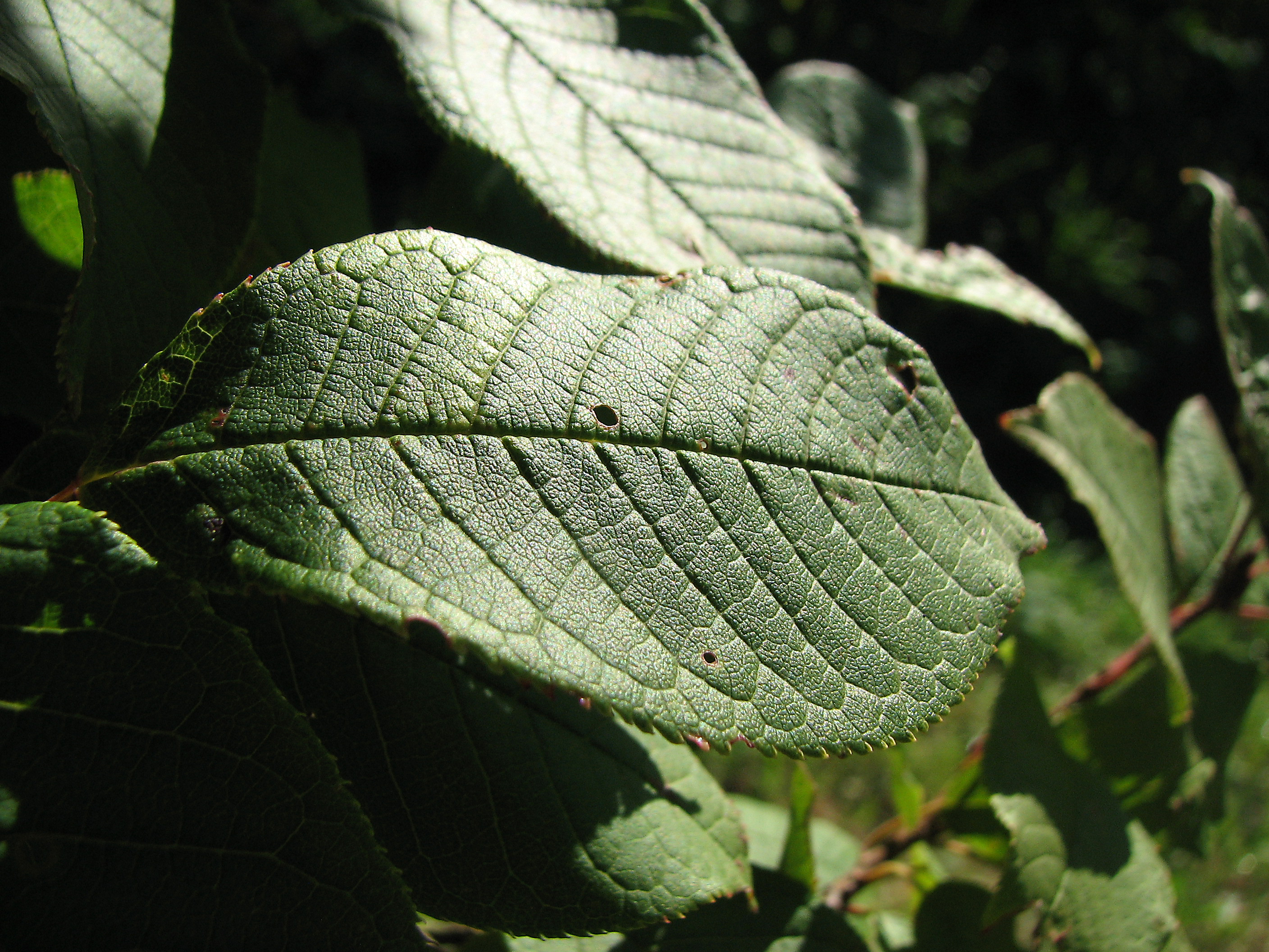 Spätblühende Traubenkirsche