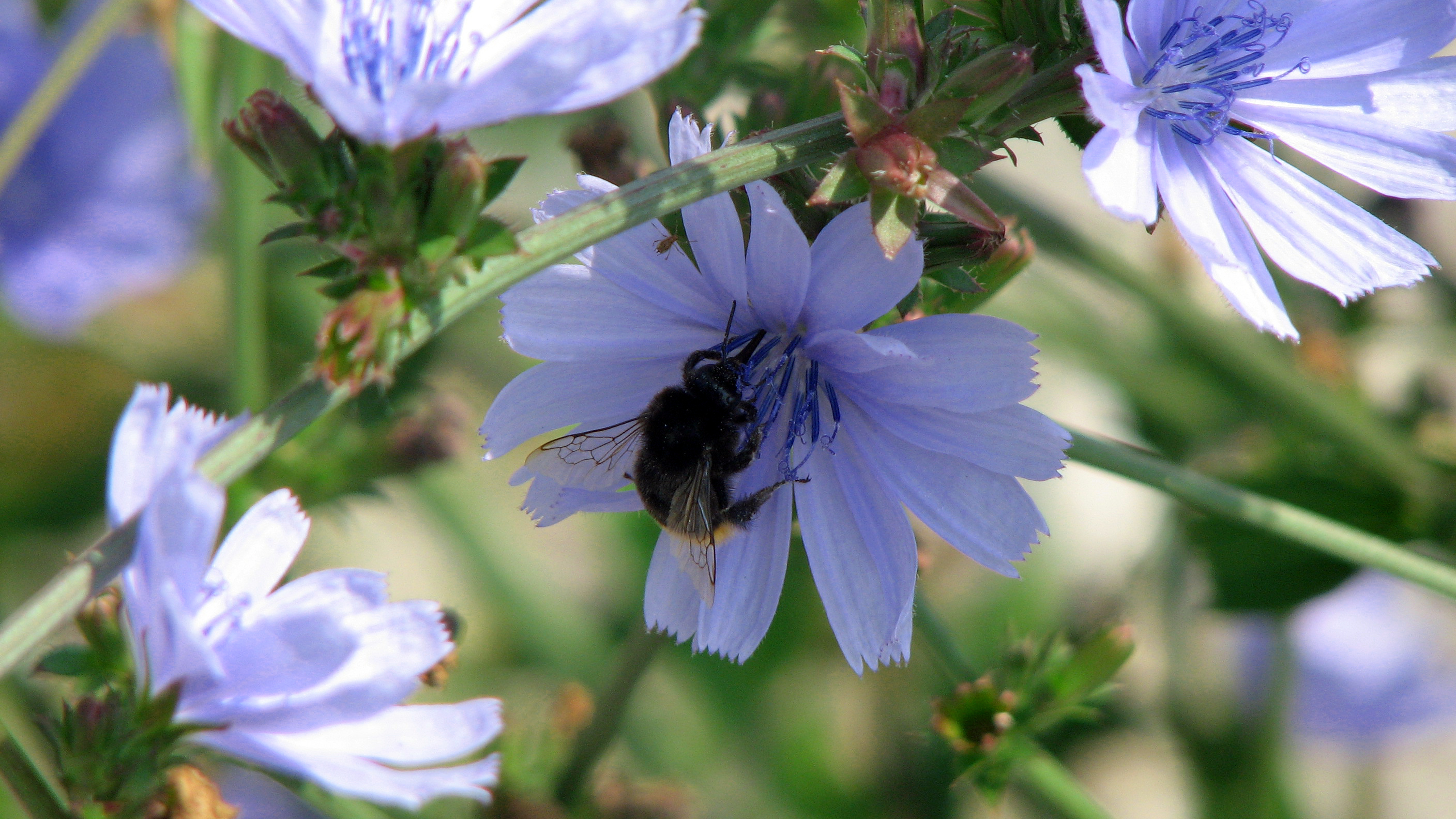 Gewöhnliche Wegwarte