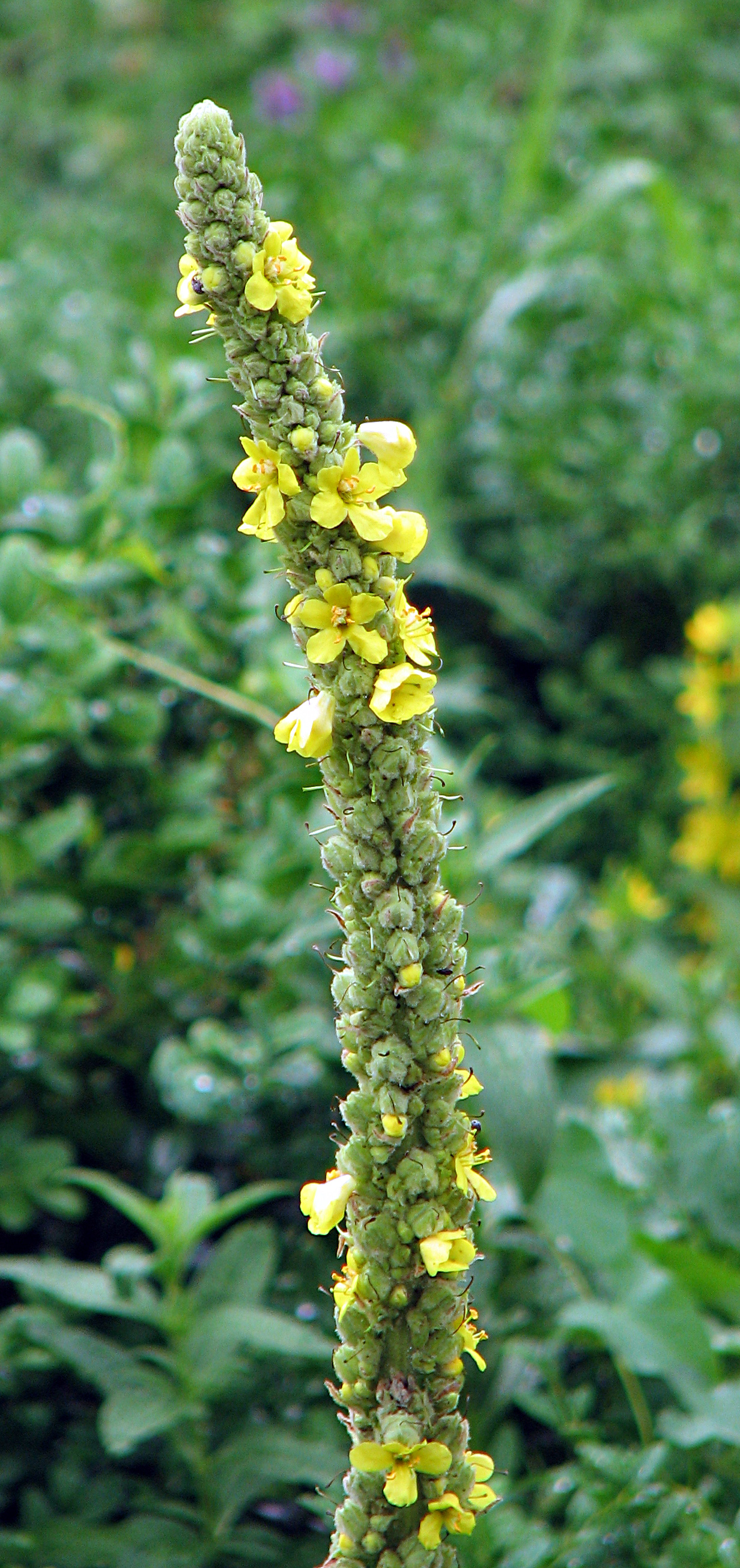 Kleinblütige Königskerze