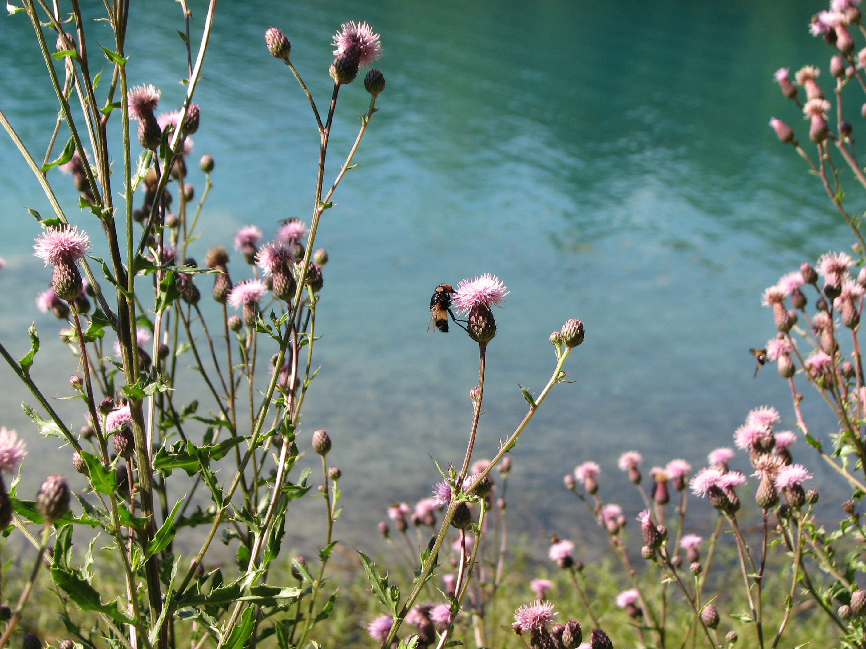 Ackerkratzdistel