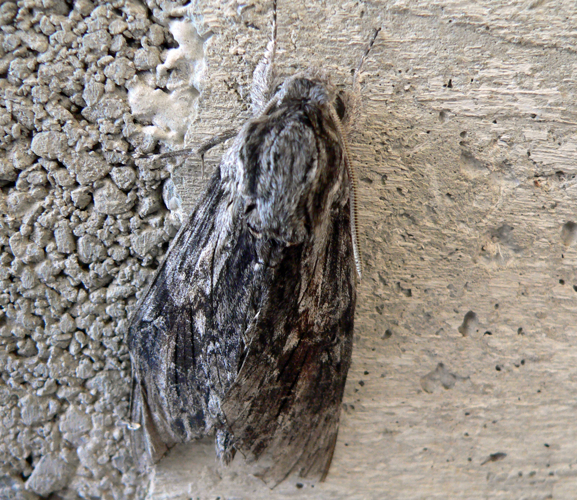 Silberweide - Kopfweide