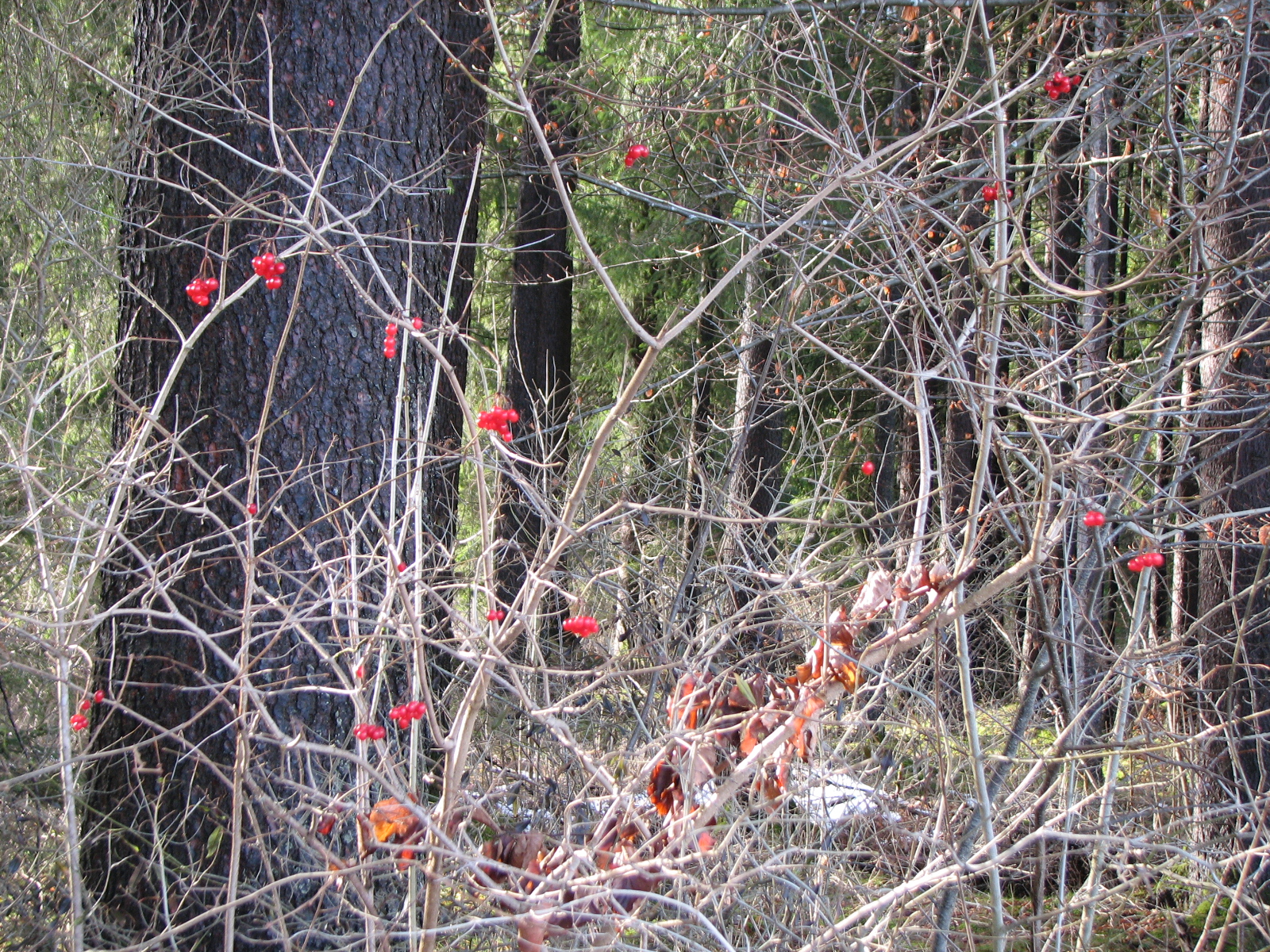 Gewöhnlicher Schneeball